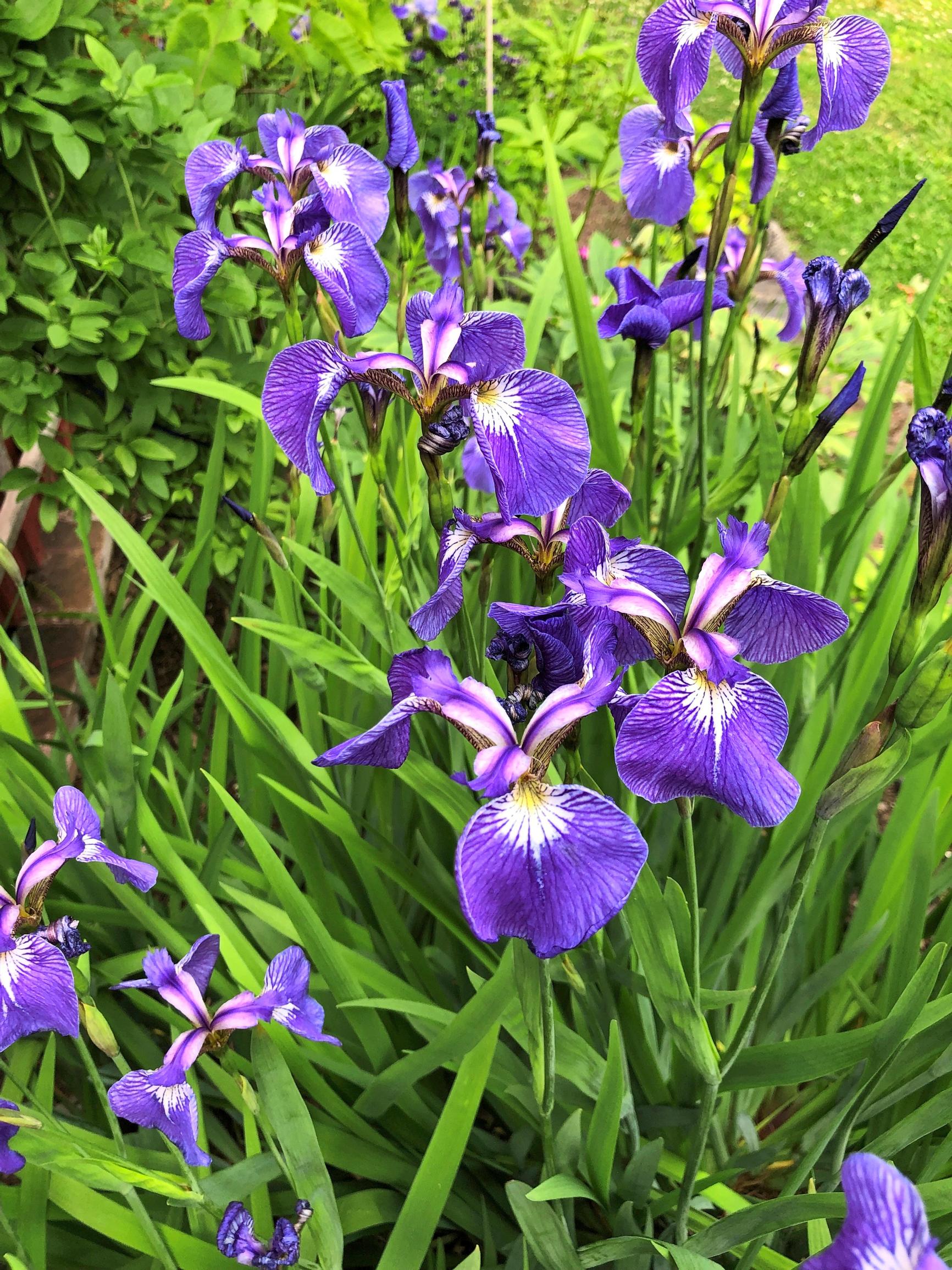Kaunokurjenmiekka Iris setosa