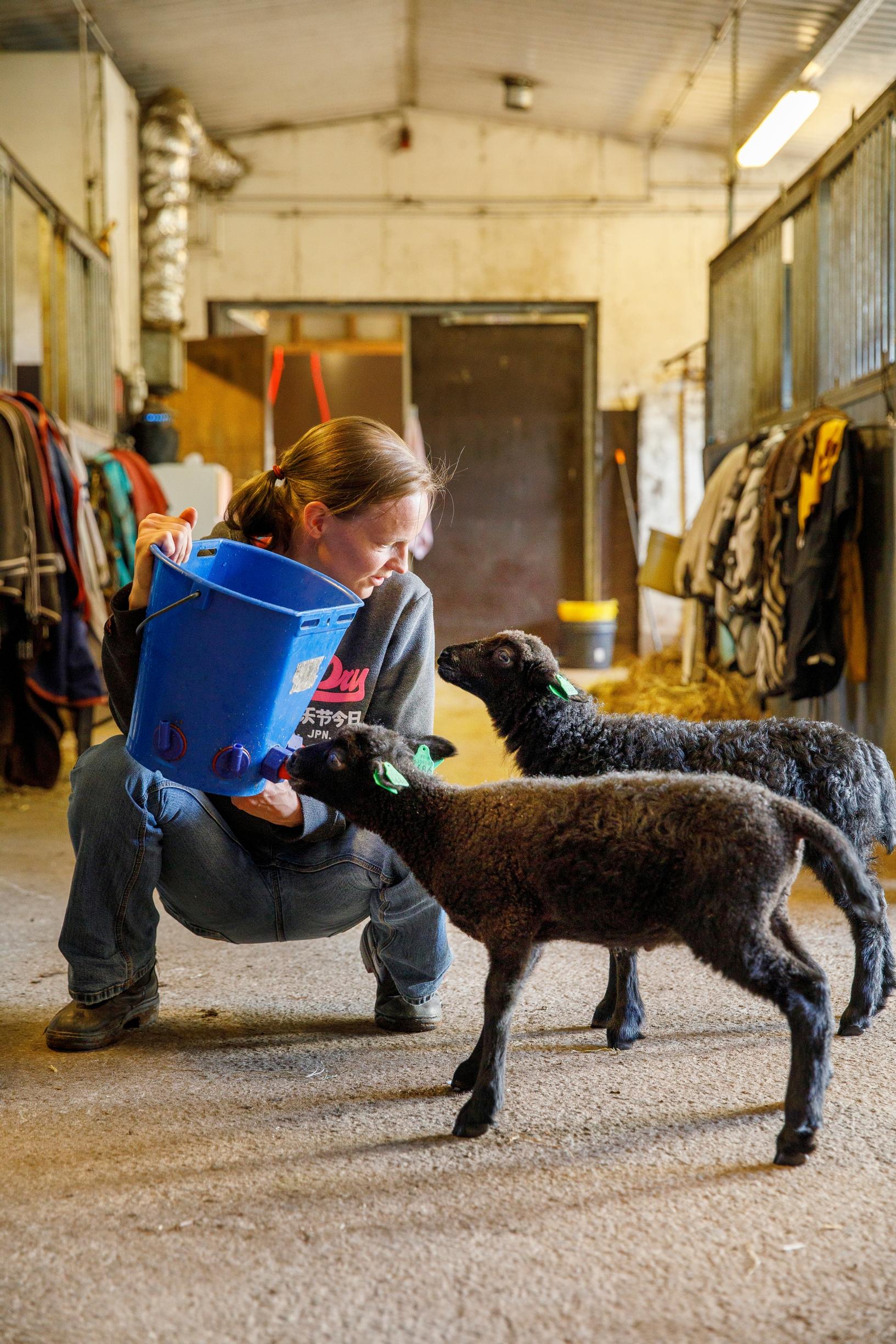 Nainen syöttää kahta karitsaa