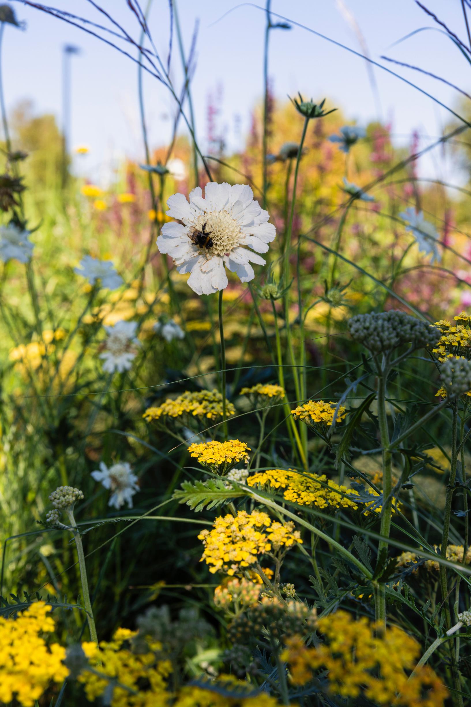 Scabiosa incisa, 'Kudo White' -törmäkukka Töölönlahden puistossa