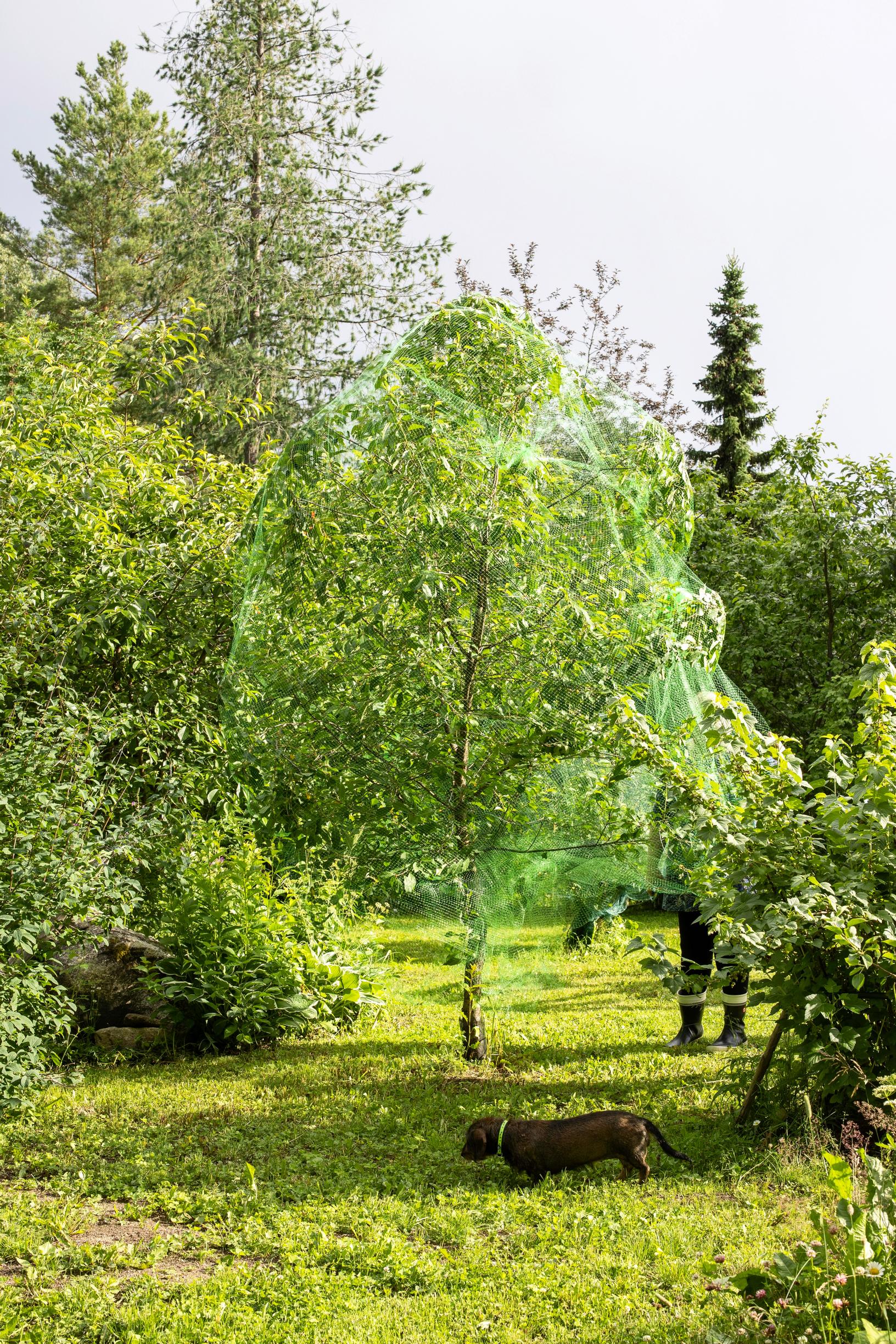 Kirsikkapuu suojattuna verkolla