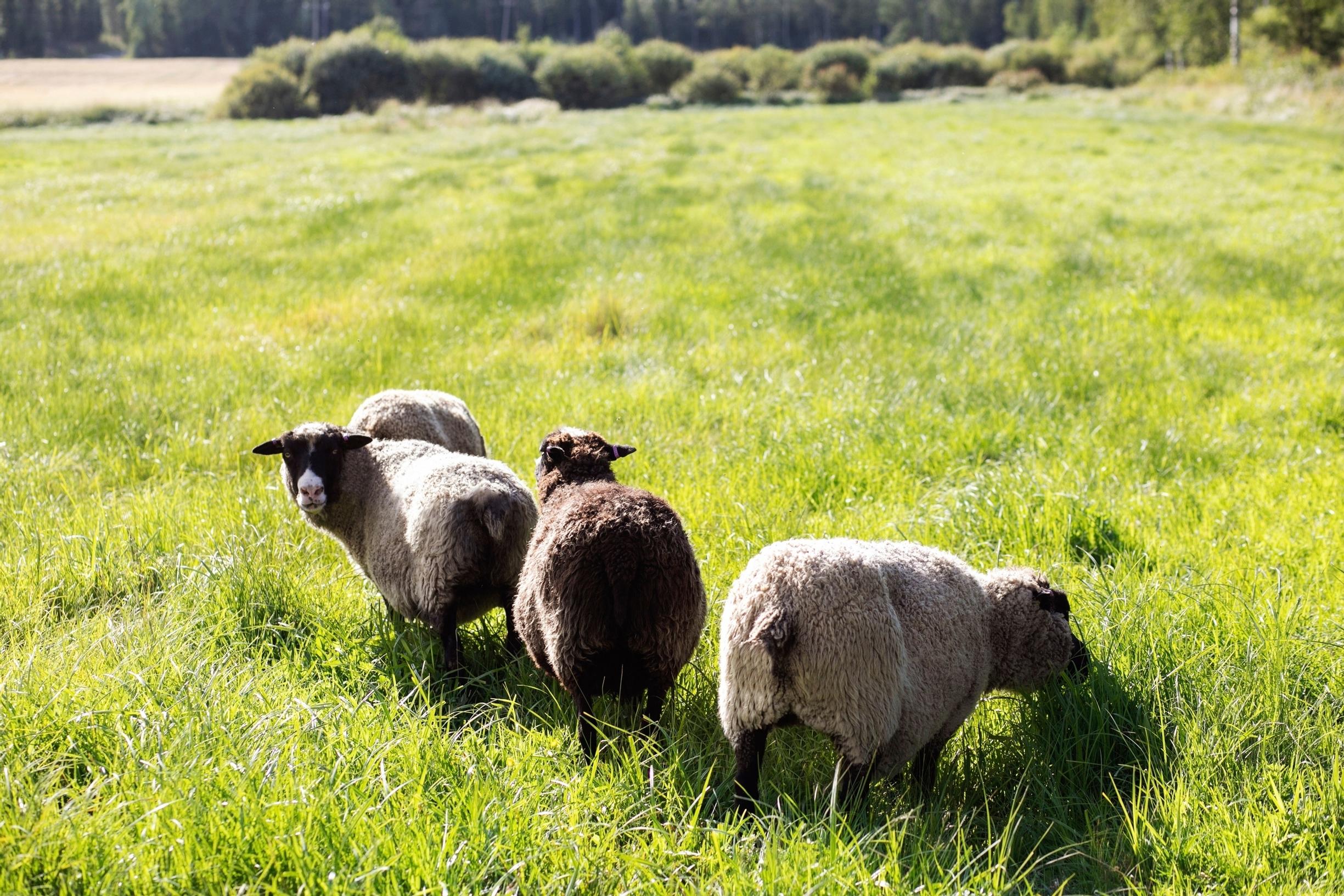 Suomenlampaita niityllä