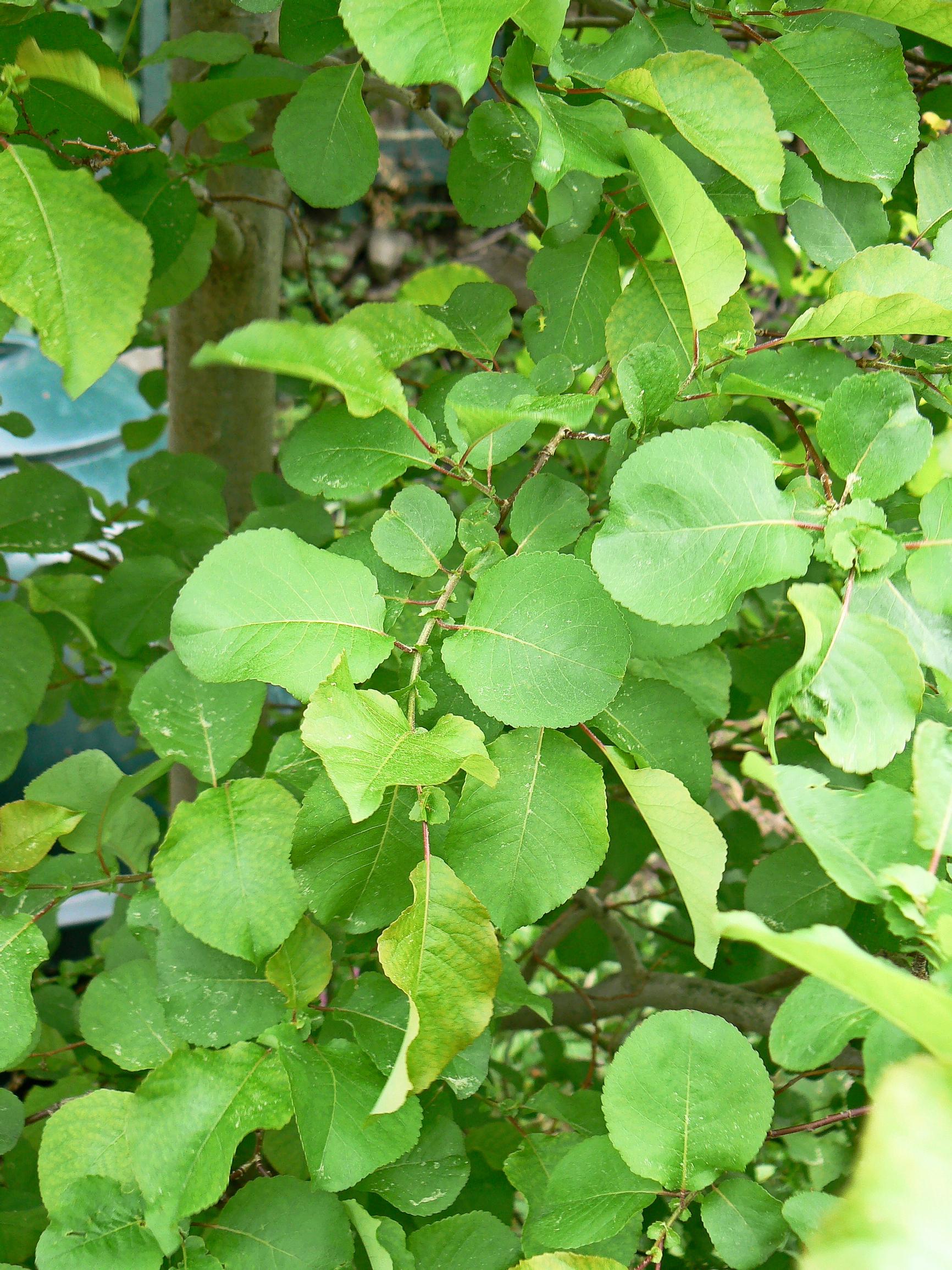 Talvikkipaju Salix pyrolifolia