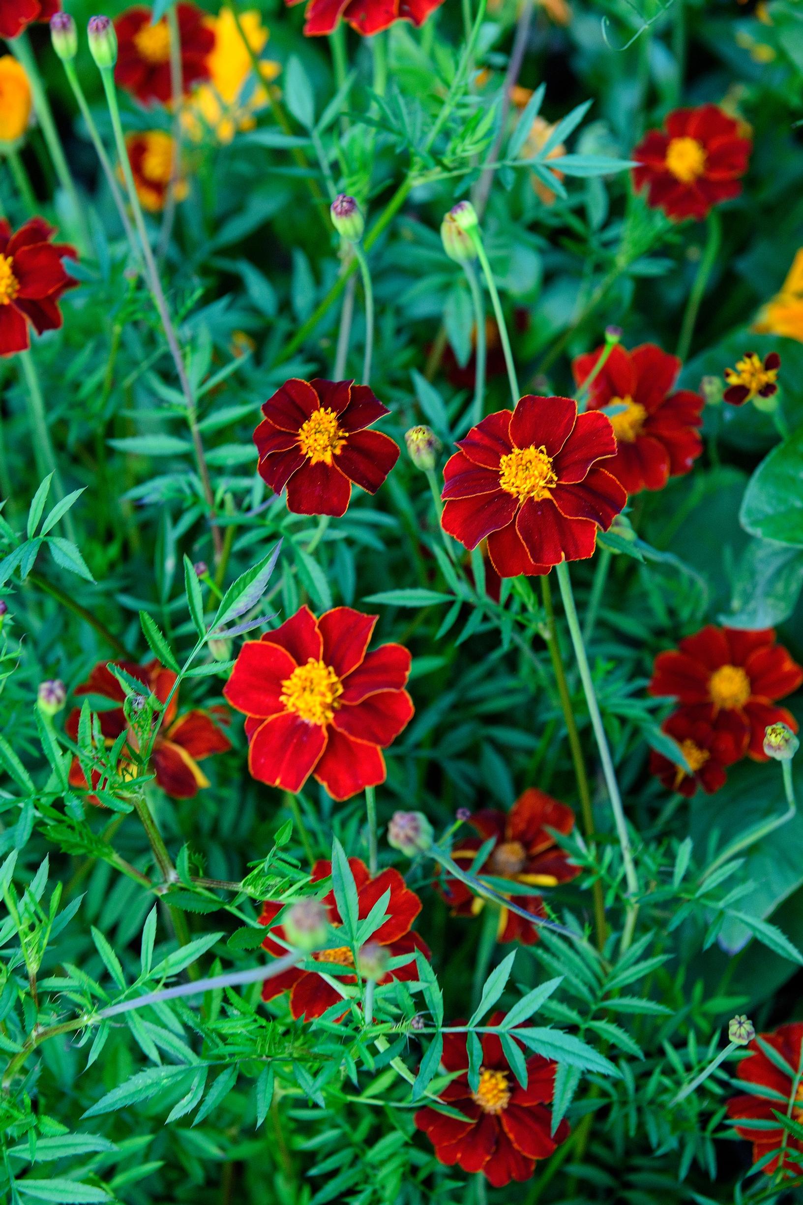 Linnétagetes 'Burning Embers' Claus Dalbyn puutarhassa