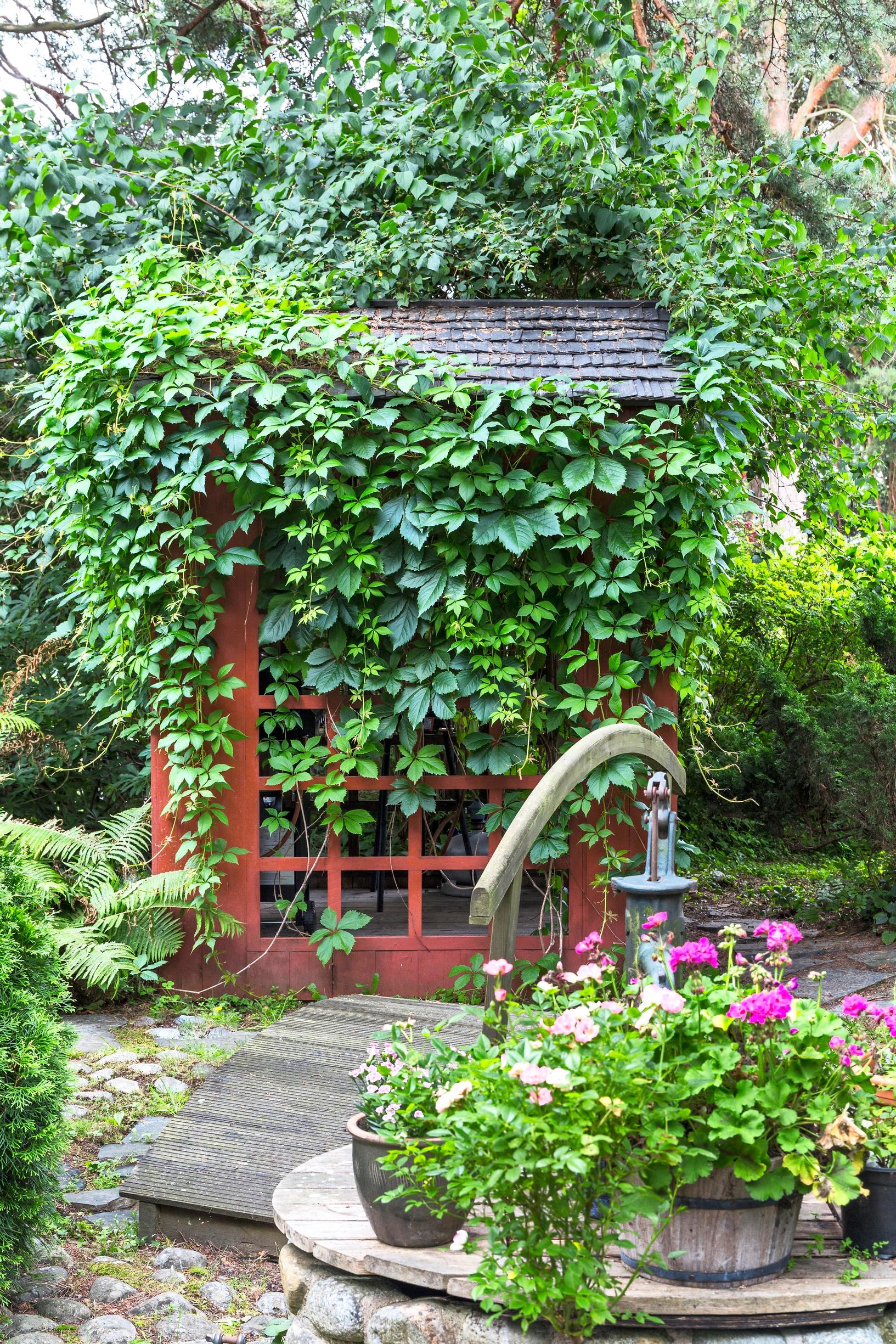Rehevän villiviinin peittämä pergola japanilaishenkisessä puutarhassa.