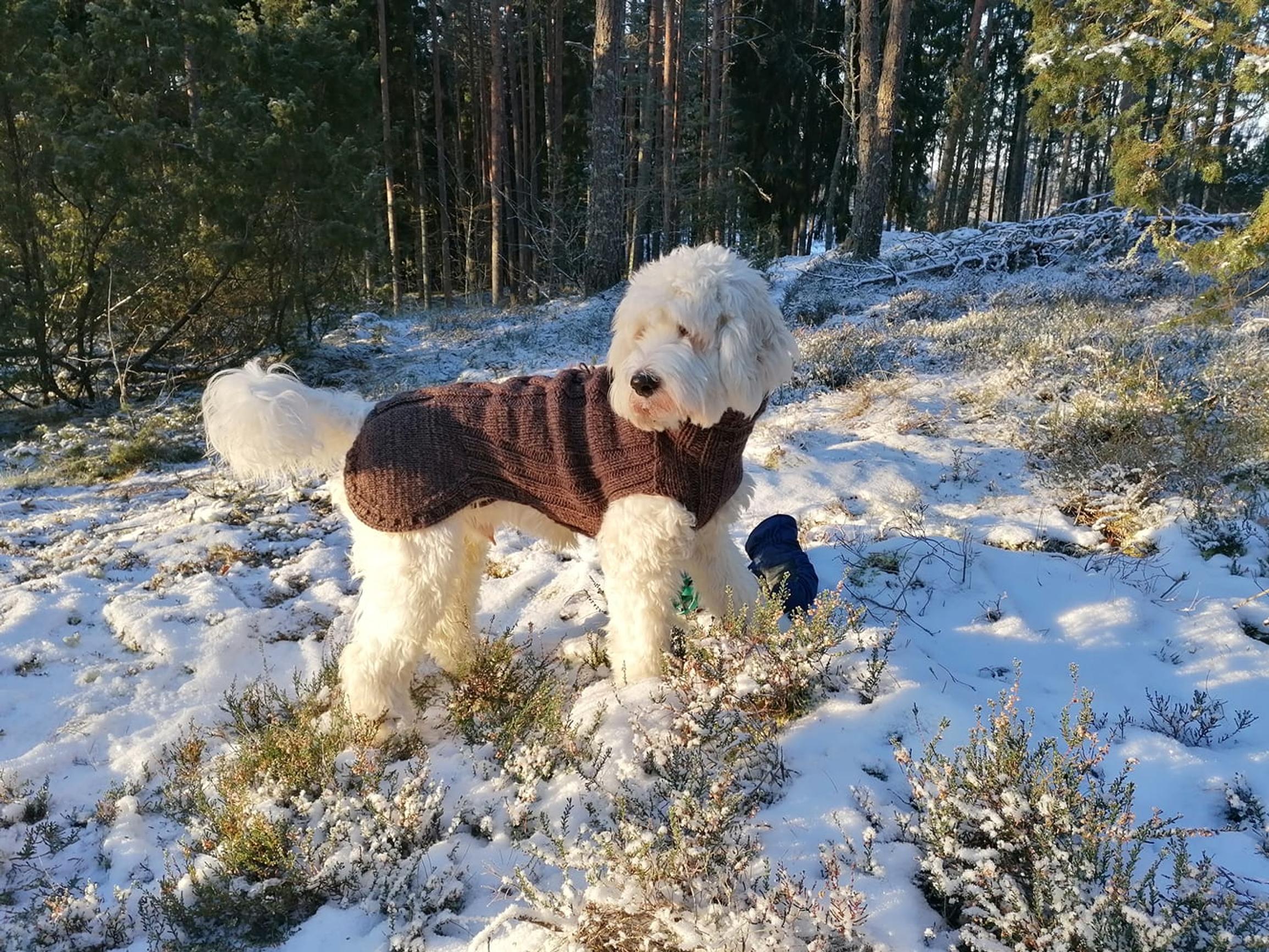 Valkoinen australianlabradoodle pukeutuneena ruskeaan talviasuun.