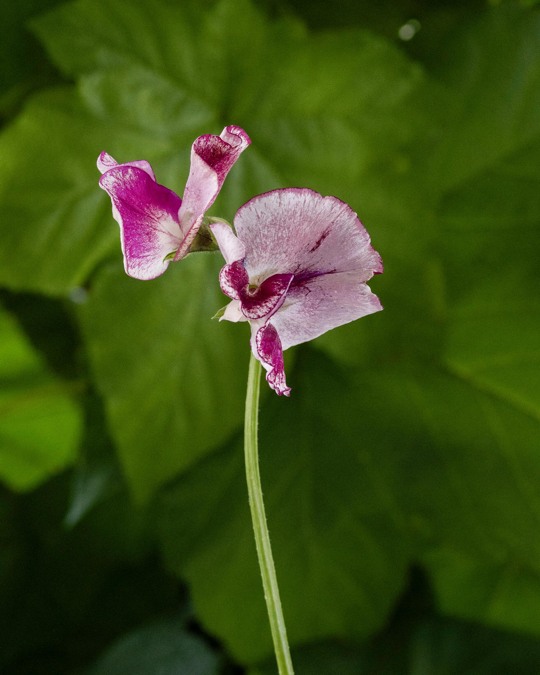 Tuoksuherne 'Lisa Marie'.