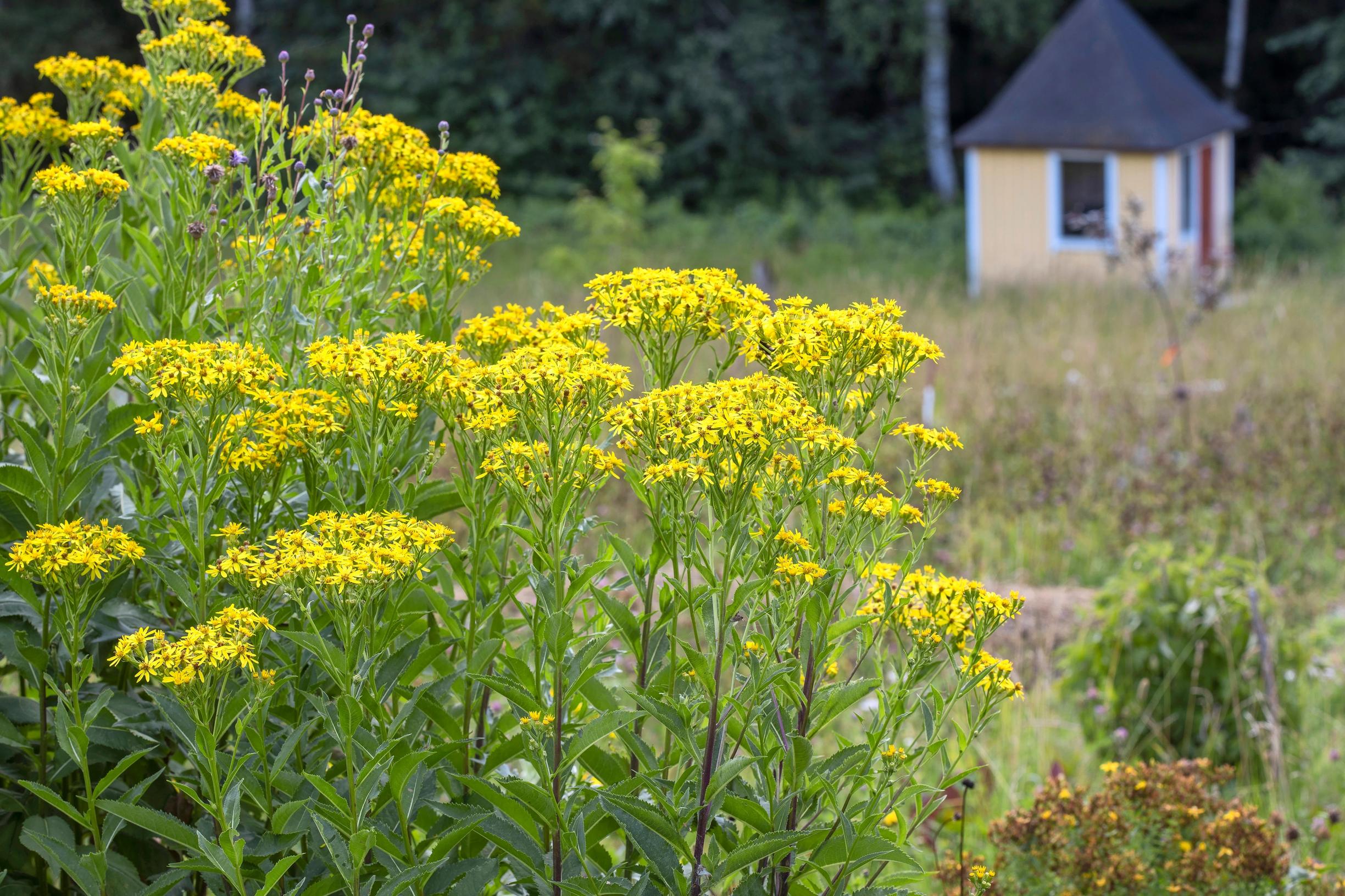 Keltaisia dorianvillakoita Ulla-Maijan puutarhassa