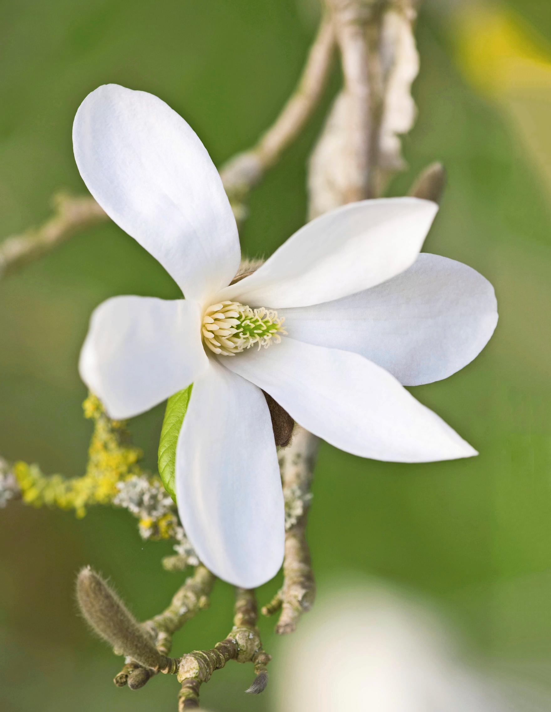 Suomessa magnoliat ovat usein pieniä