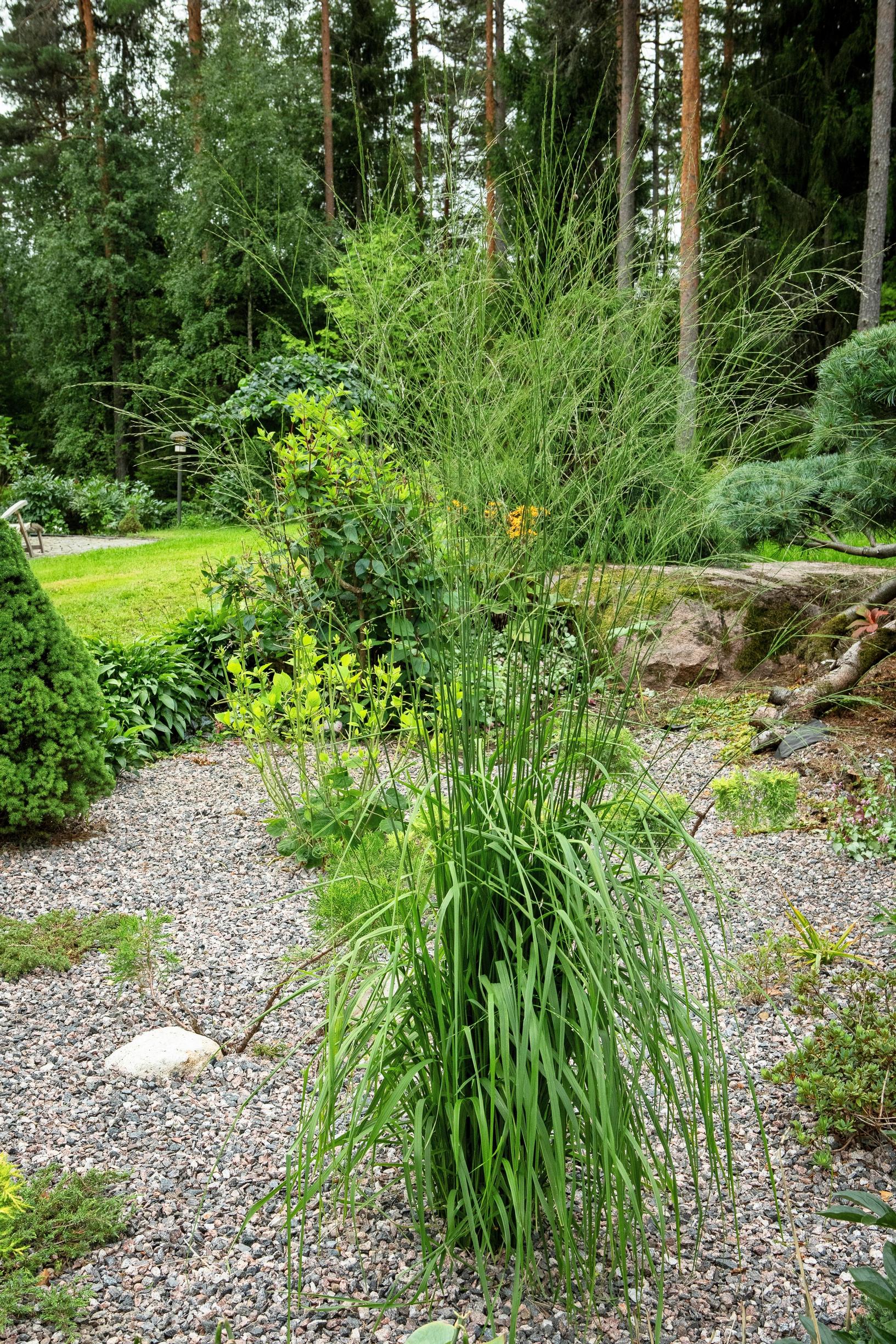 Isosiniheinä ’Windspiel’
