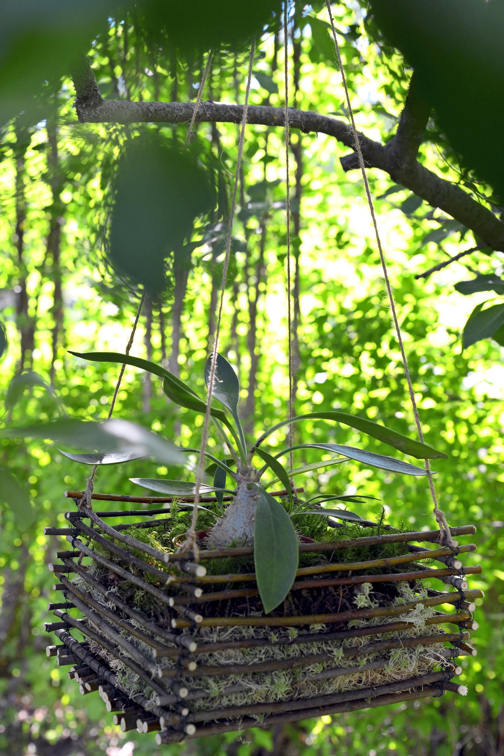 viherkasvi muurahaispallo myrmecodia beccarii amppeli