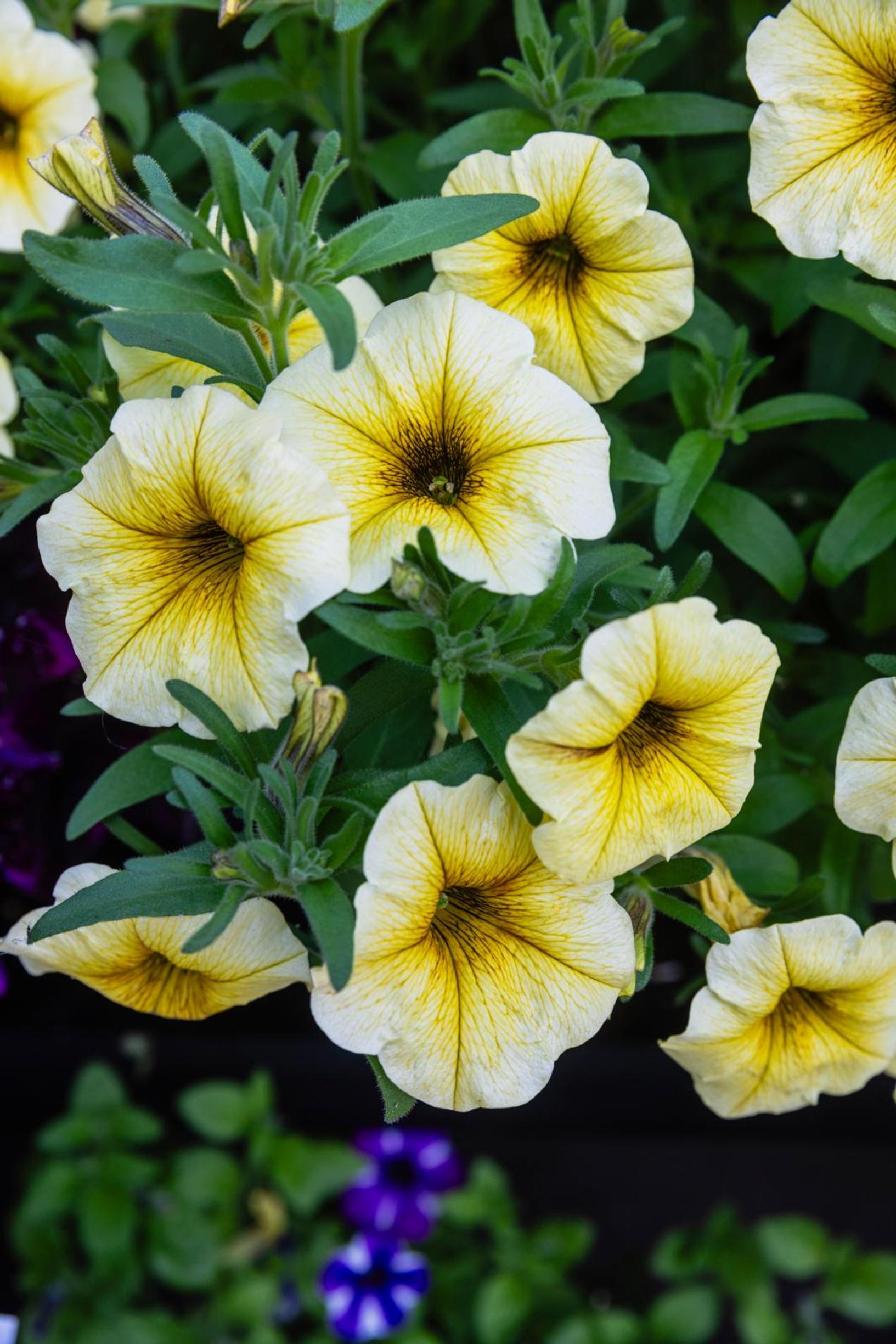 Keltainen petunia