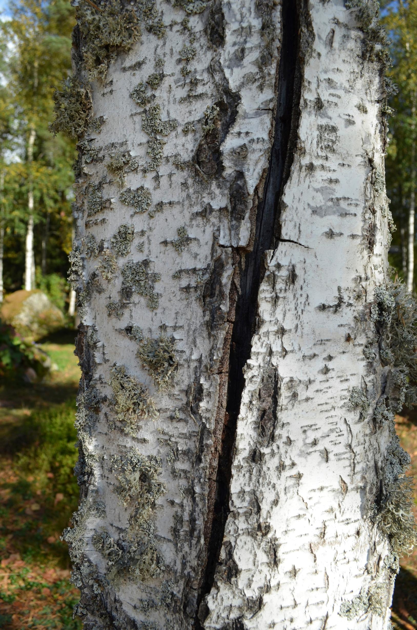 halkeama koivunrungossa