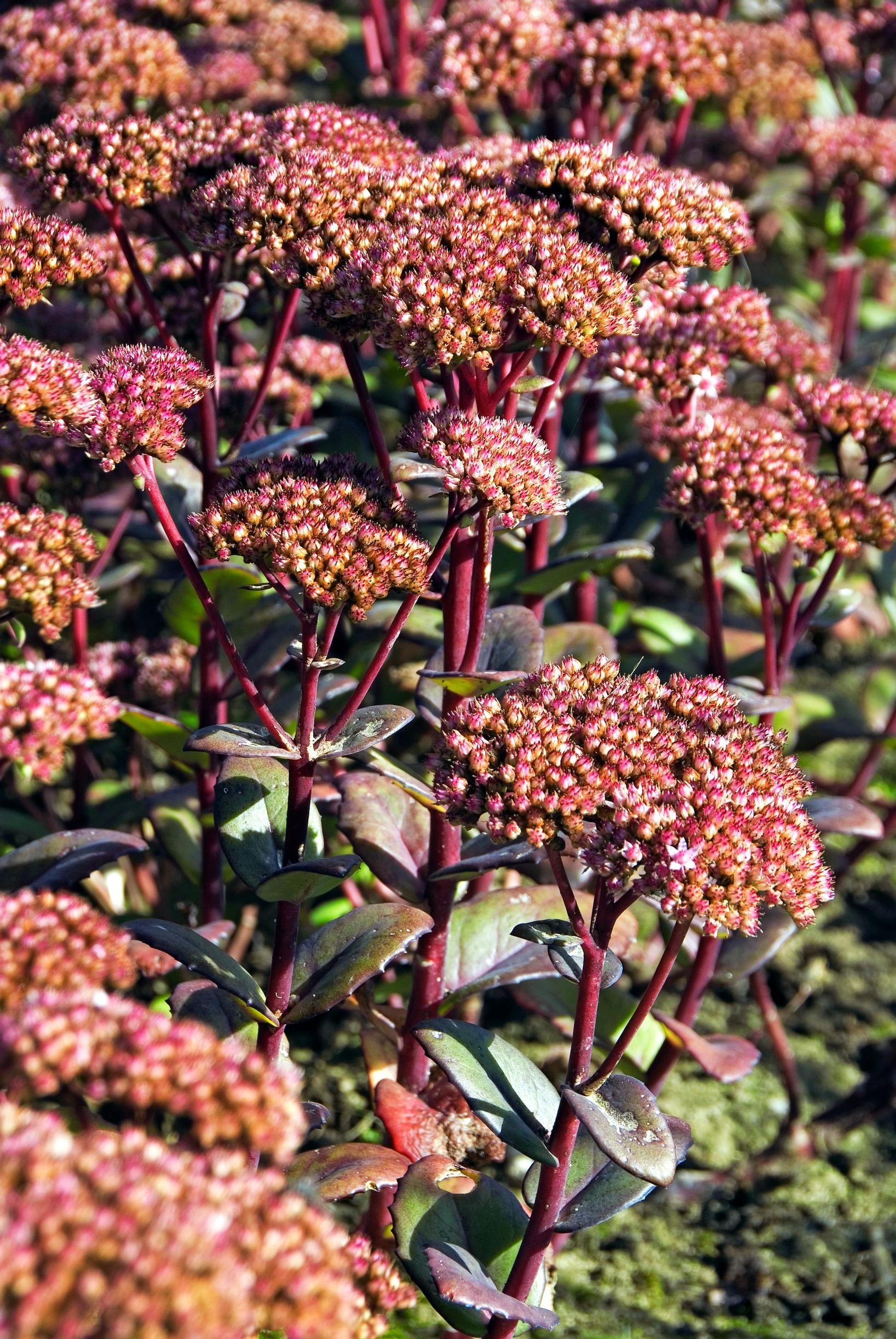 Komeamaksaruoho ’Matrona’ Sedum