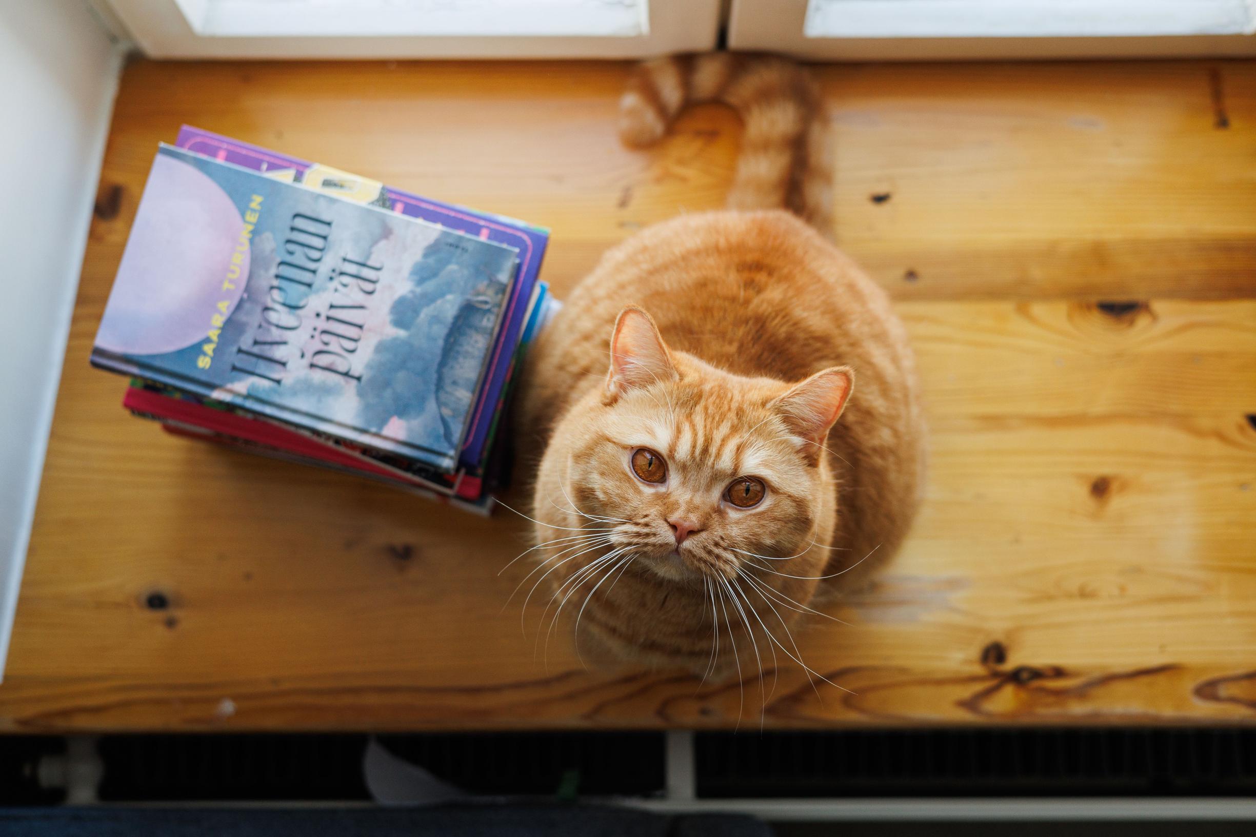 Aila-kissa ikkunalaudalla