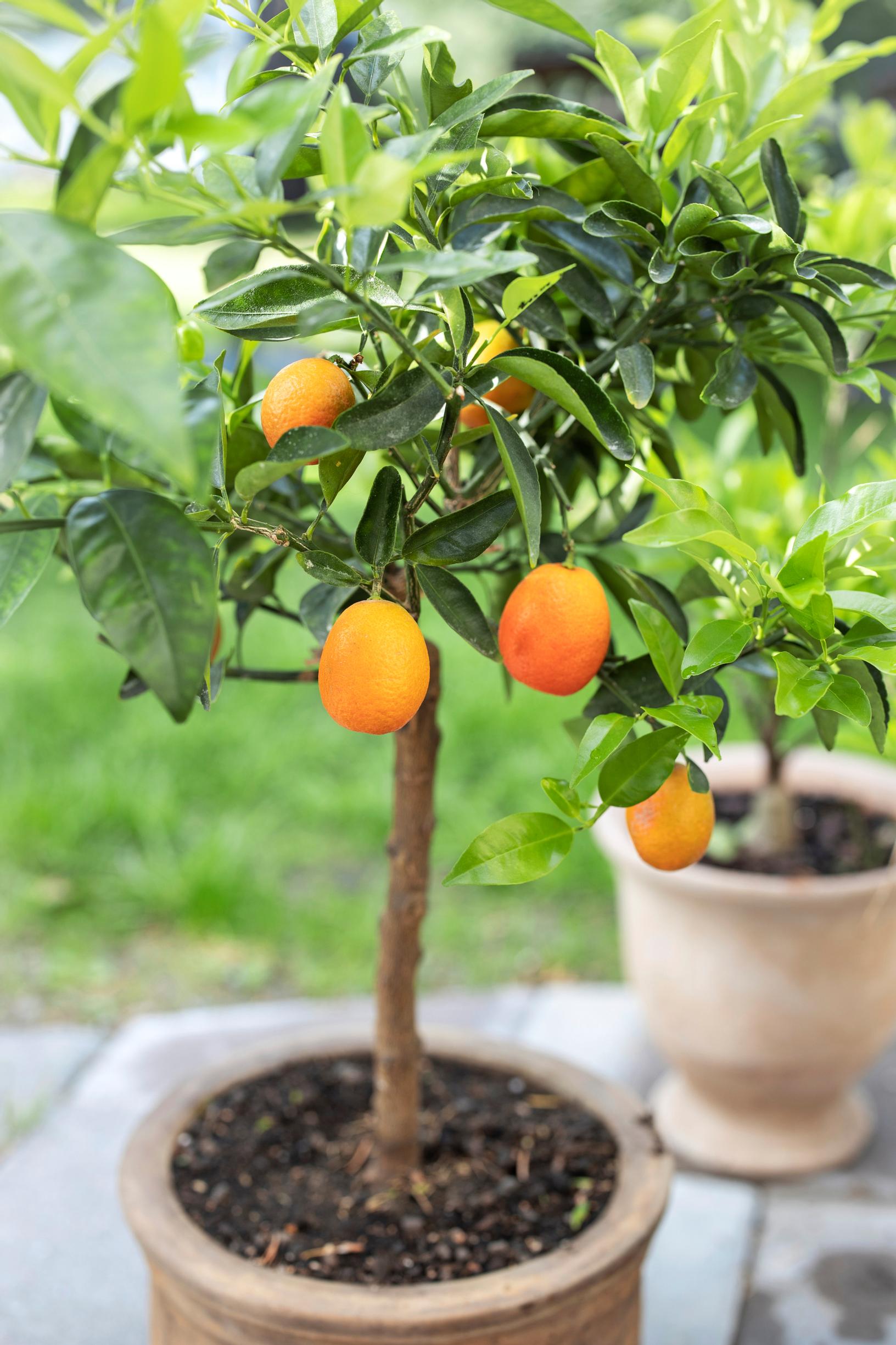'Kuckle', Citrus 'Kucle' eli klentiinikvatti