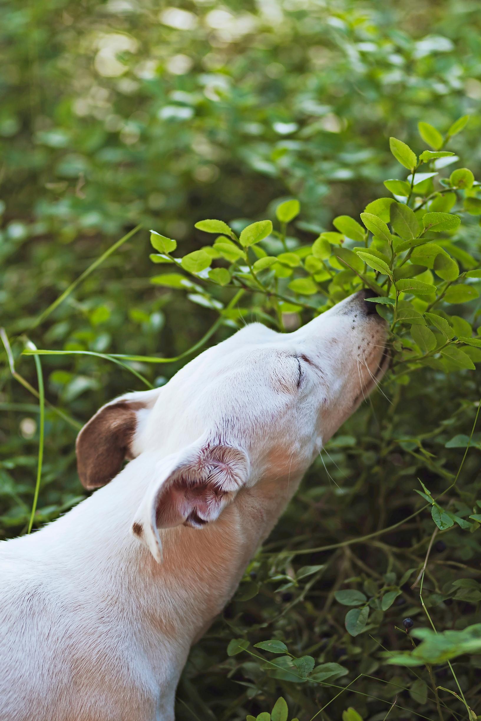 jackrussellinterrieri Maru riipii mustikoita varvuista