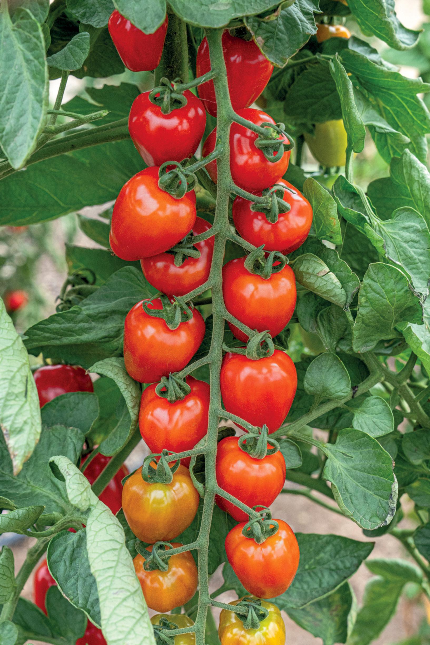 Kirsikkatomaatti ’Lovertino’ F1