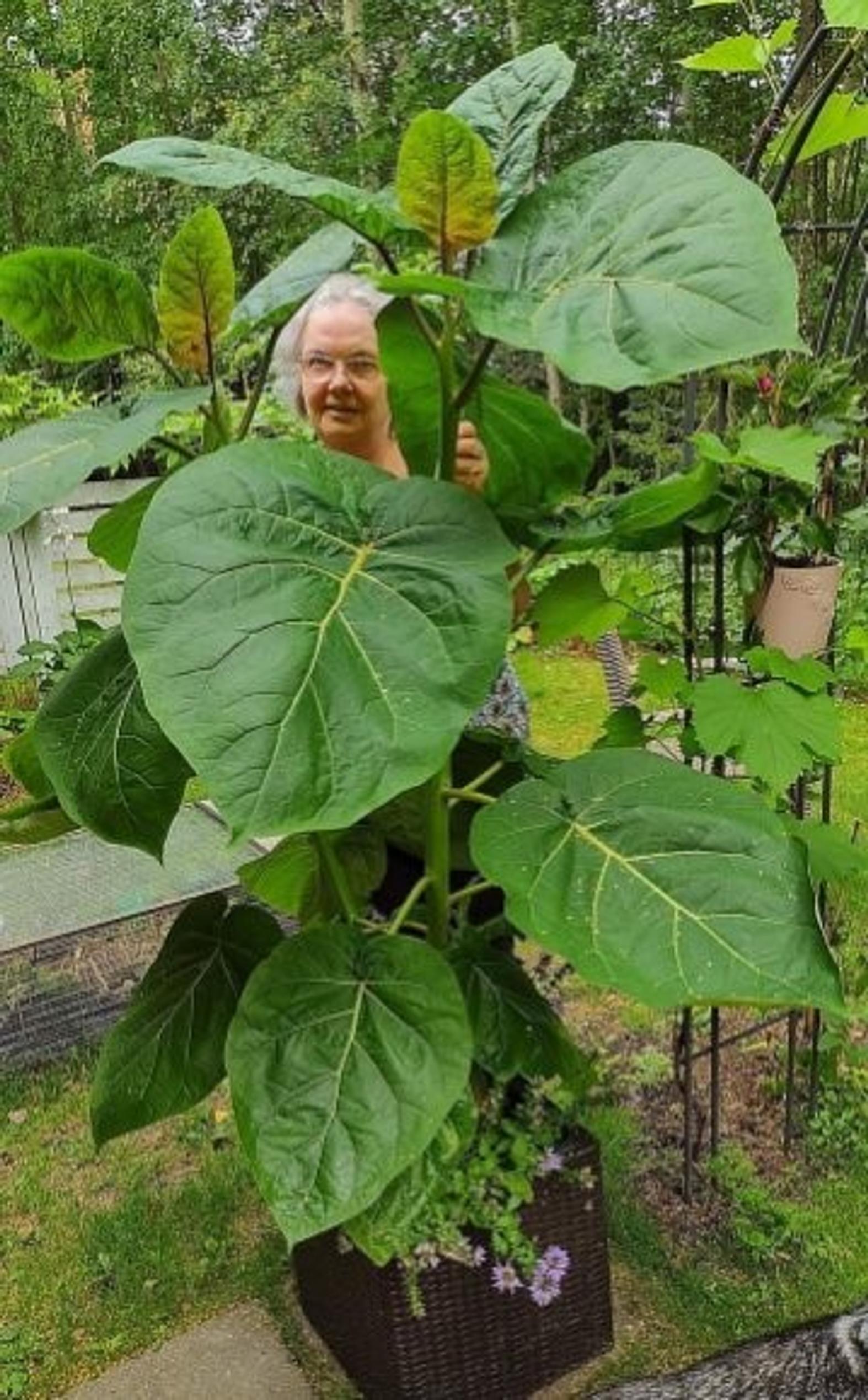 Tuija Leiposen tamarillo kesällä 2023