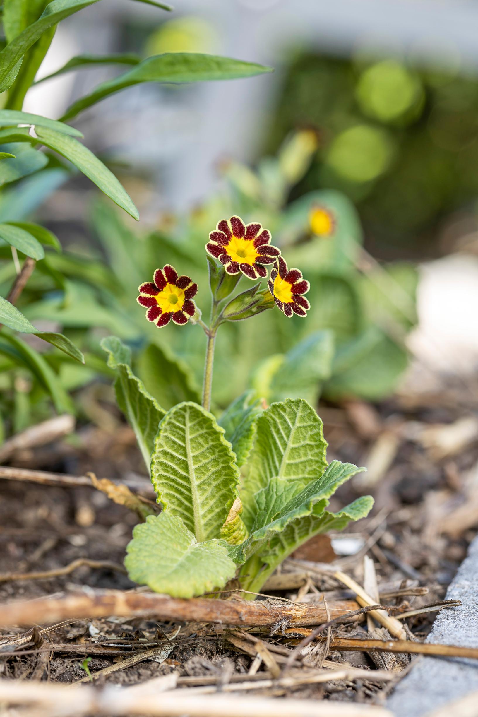 Esikko on mainettaan monipuolisempi: loistokevätesikko 'Victoriana Gold Lace Black' Primula × polyantha