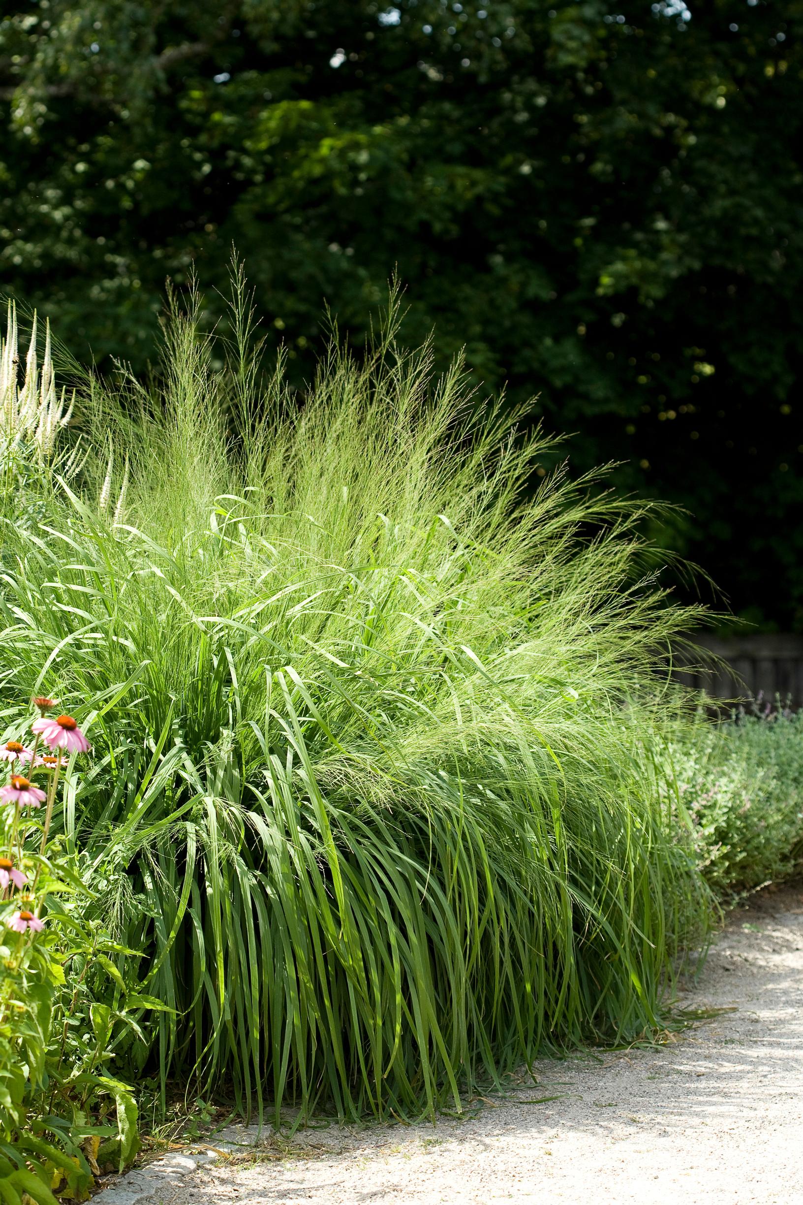 Heinät puutarhassa: Isosiniheinä 'Transparent'.