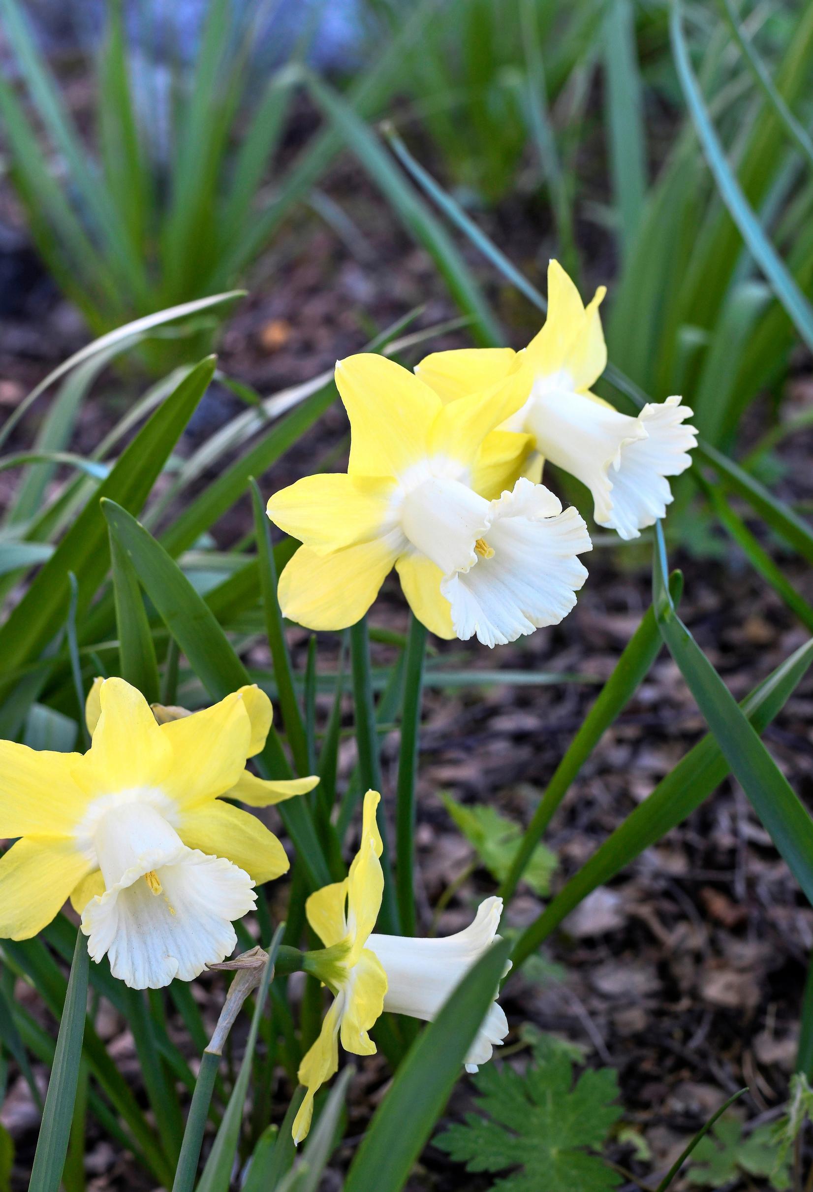 ’Avalon’ narsissi