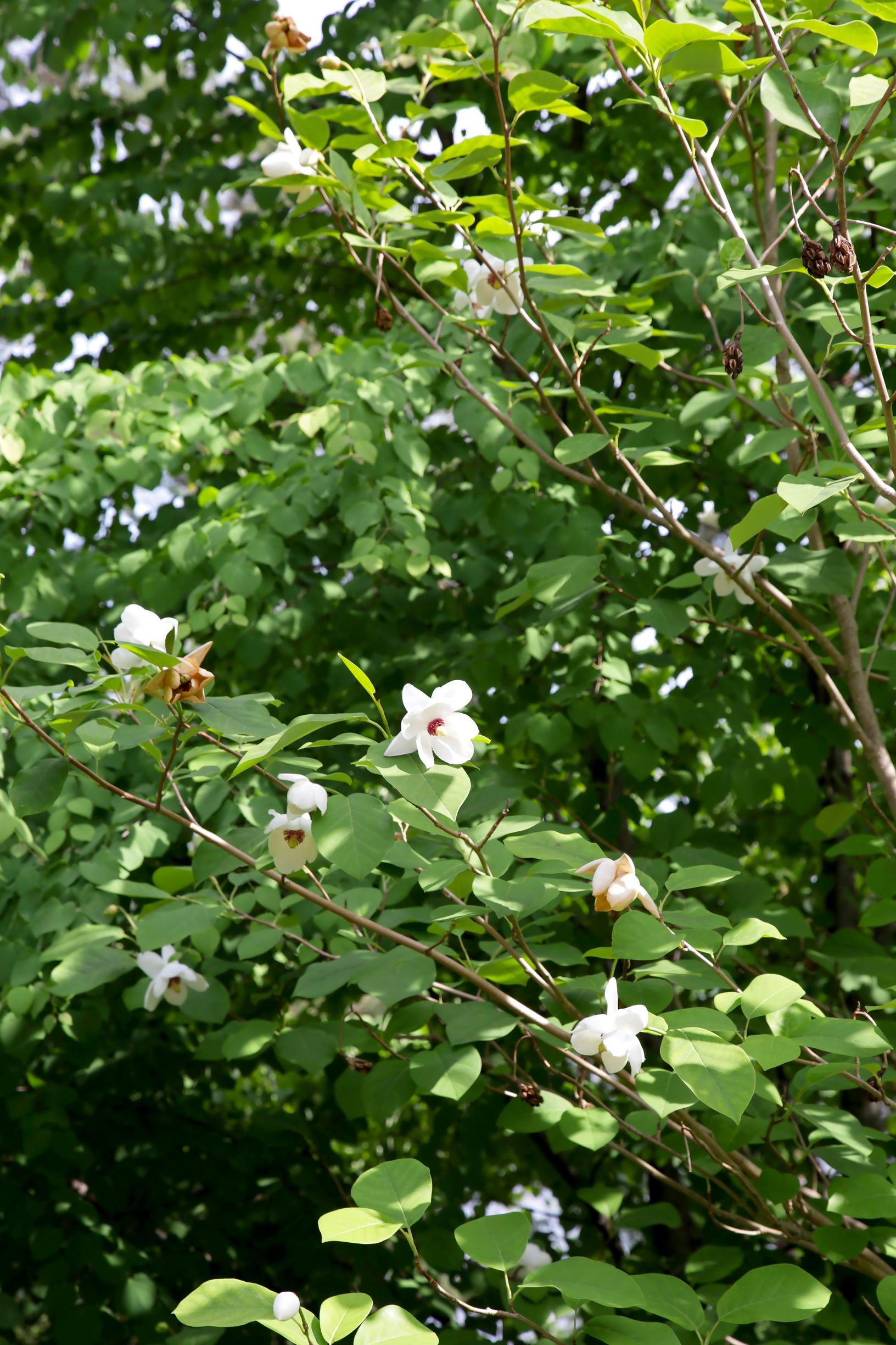 Pensasmagnolia