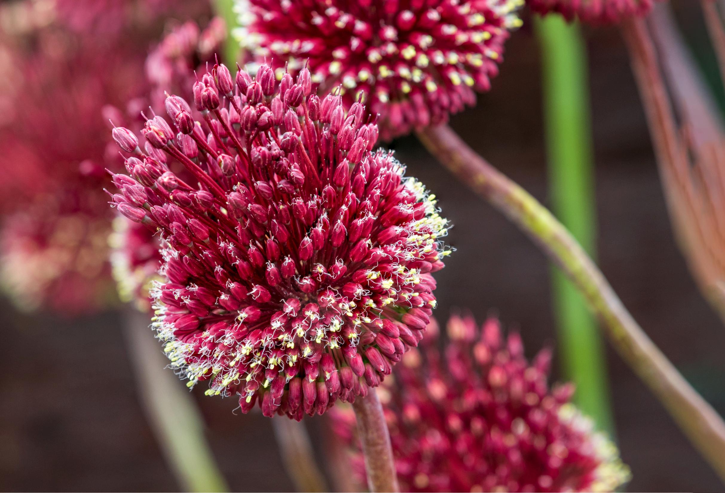 Laukka 'Red Mohican'