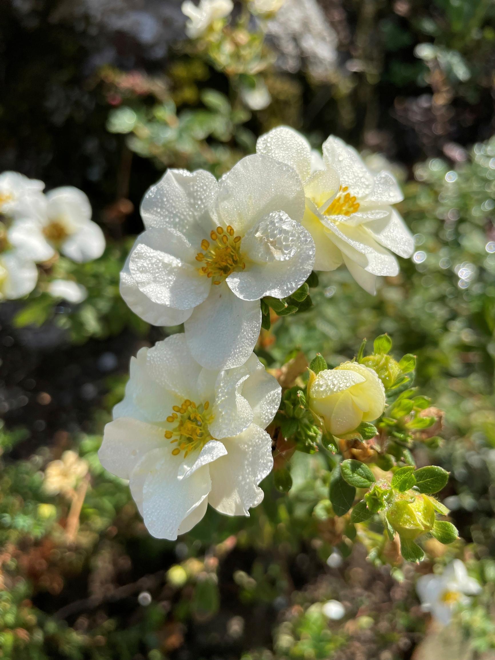 tarhapensashanhikki ’Creme Brule’