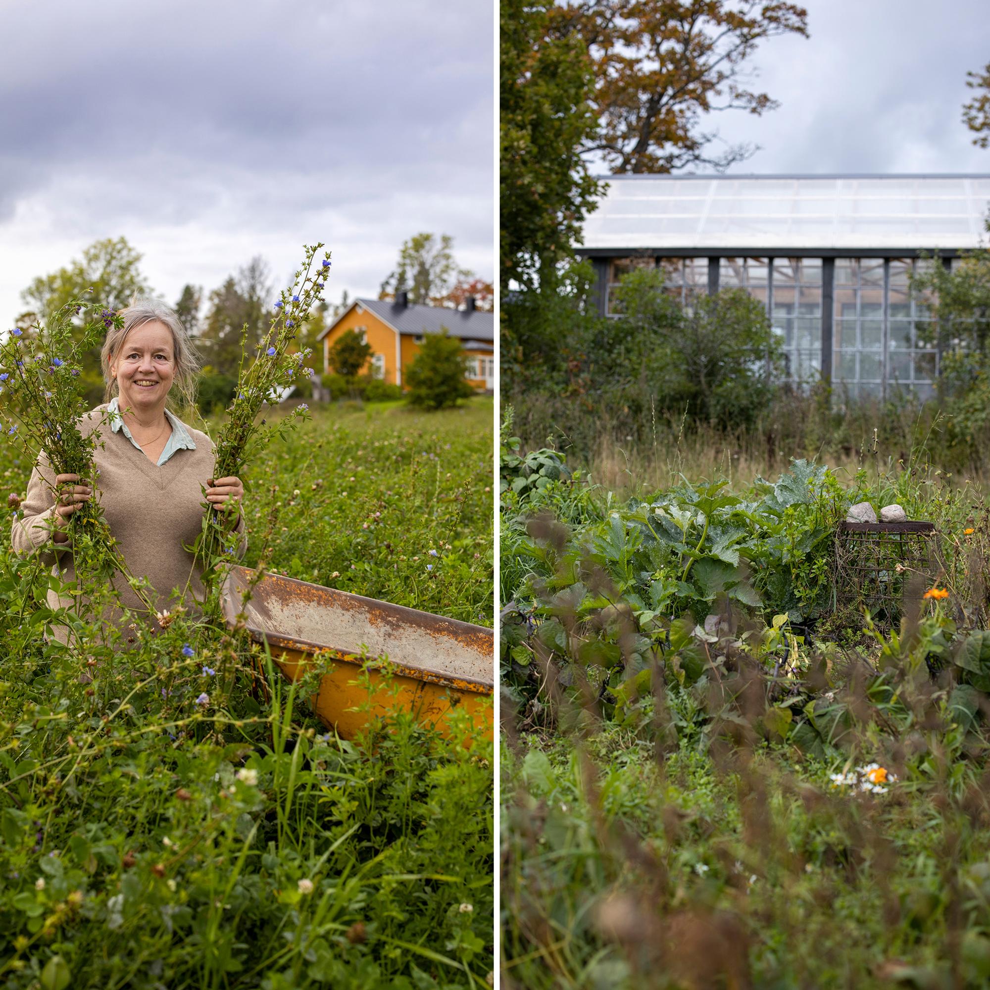 Ninan kasvimaalla ei näy koskaan paljasta multaa: ”Kun maa on terve ja monimuotoinen, kasvitkin pysyvät terveinä” 