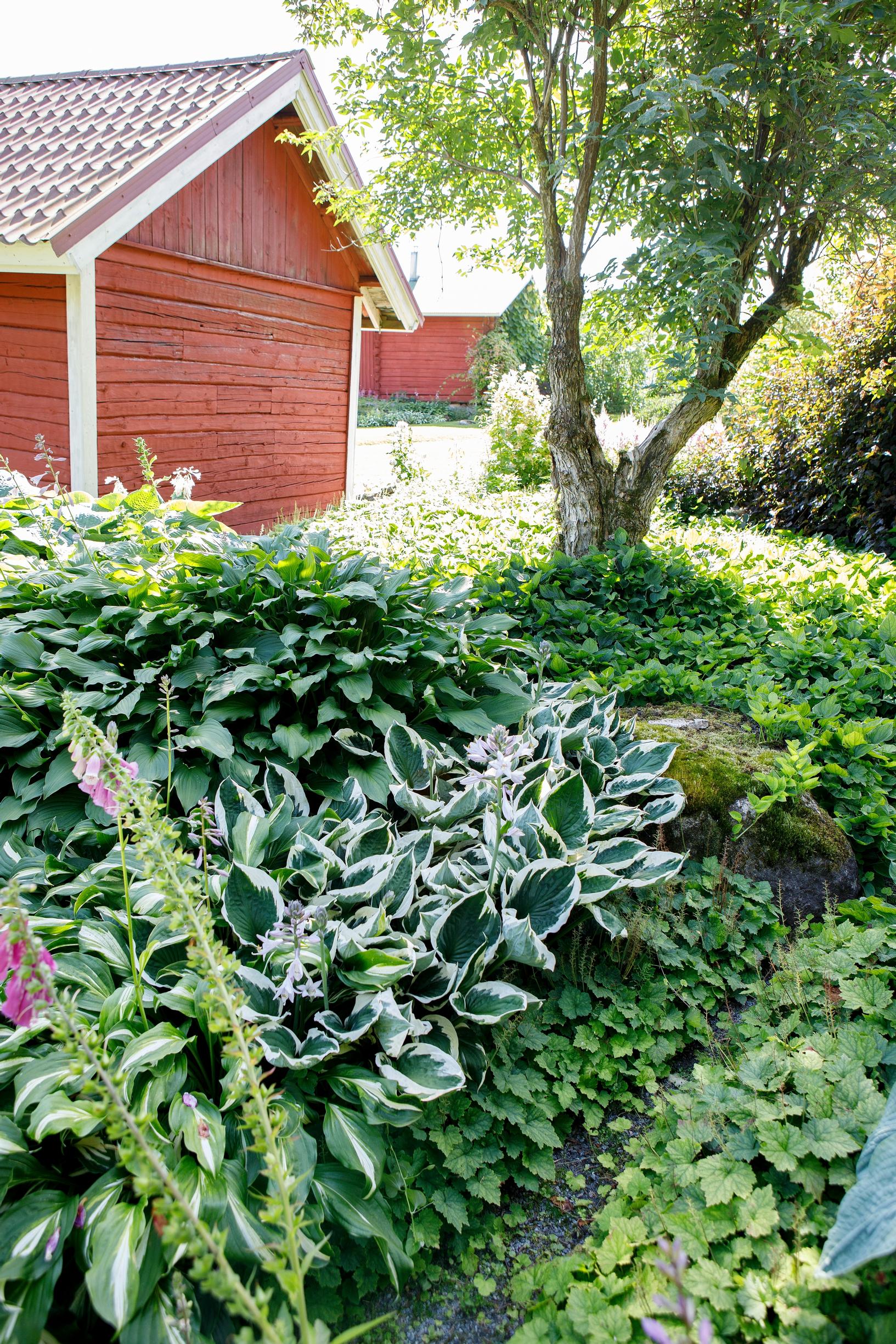 Ritva käyttää istutuksissa isolehtisiä kasveja, kuten kuunliljoja, nauhuksia ja valeangervoja.