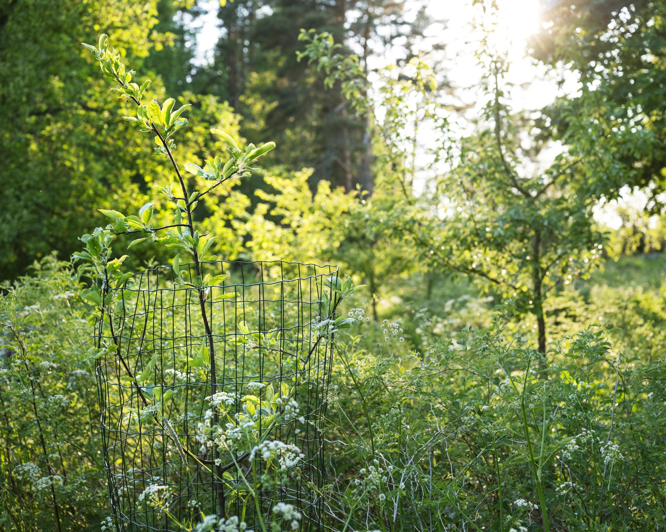 Puuntaimia Joelin syötävässä metsäpuutarhassa: vasemmalla shipova, joka on päärynän ja saksanpihlajan risteymä. Taustalla kirsikkaluumu ja oikealla päärynä.