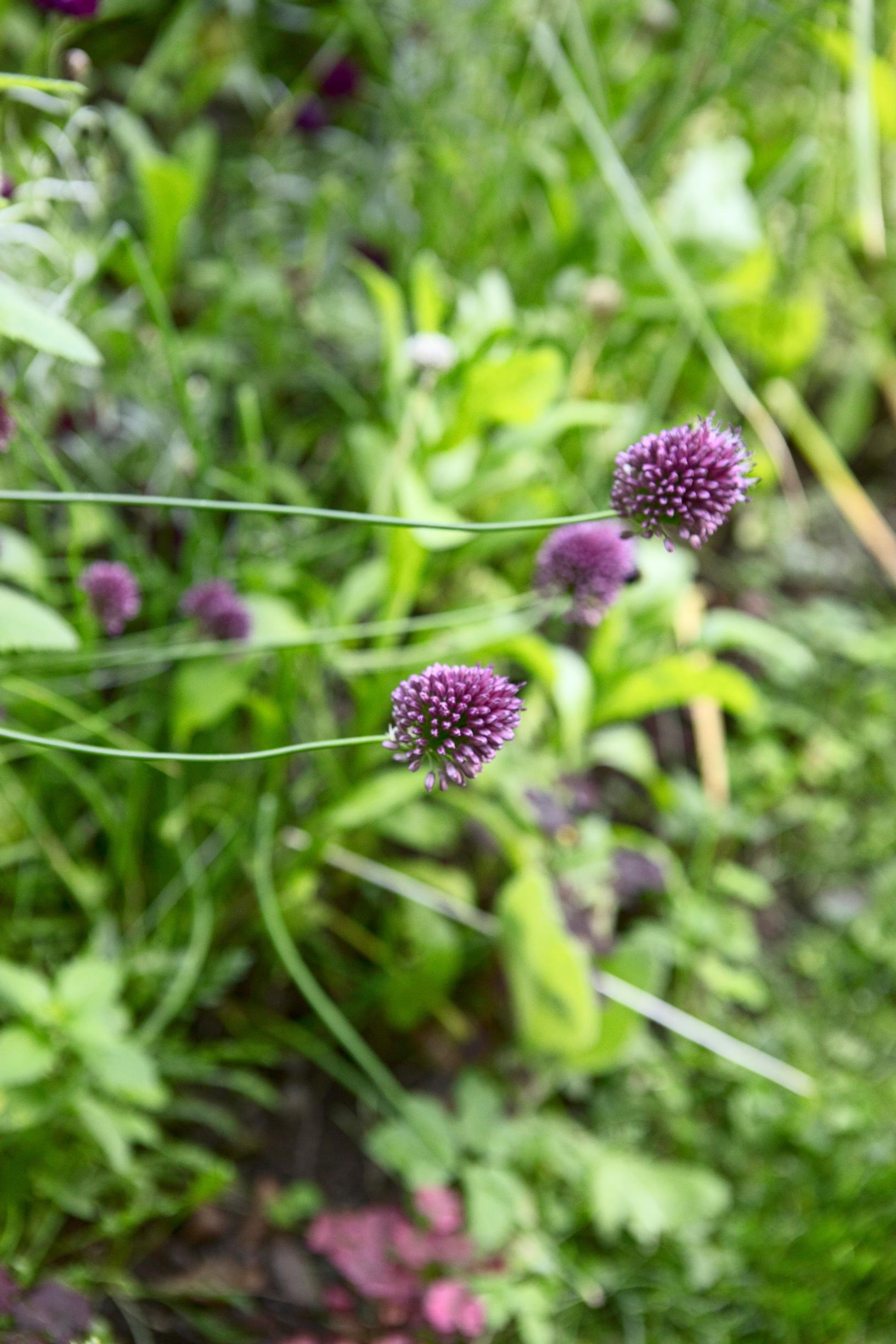 Violetit kukat Jussin pihalla