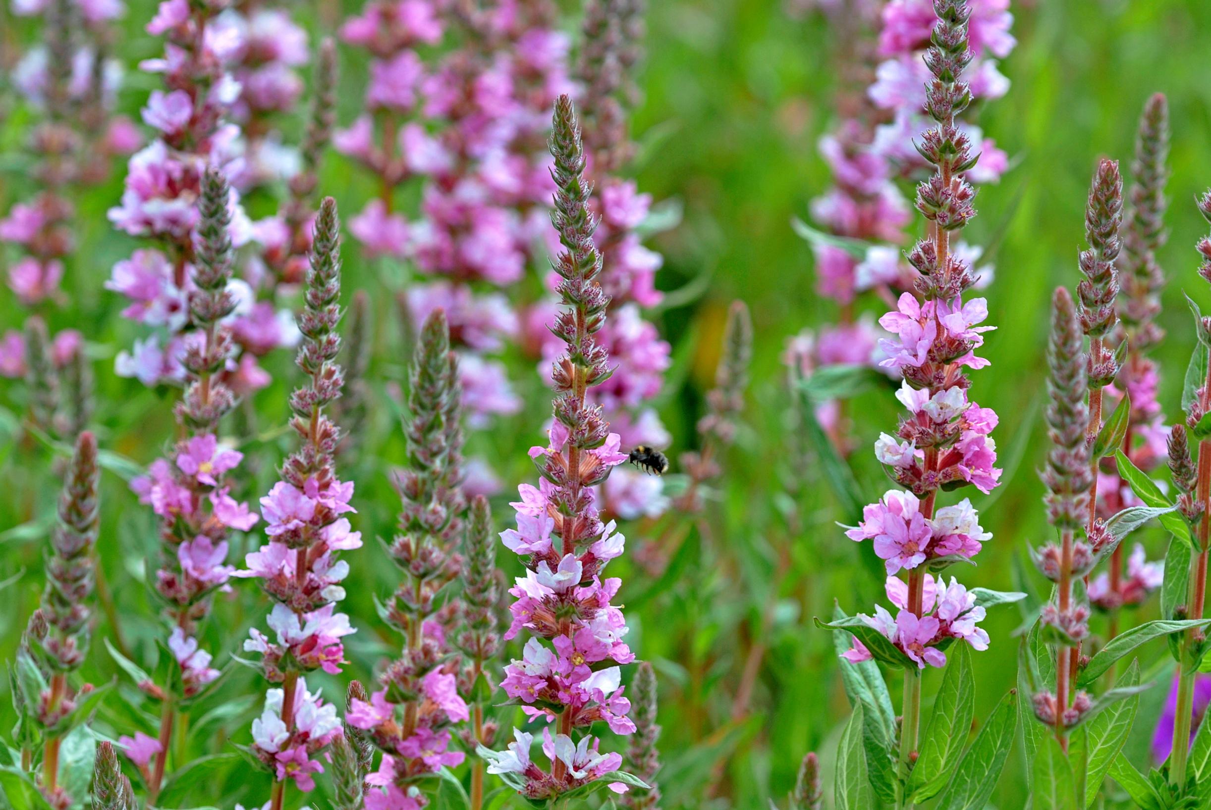 Rantakukka 'Blush’ Lythrum salicaria.