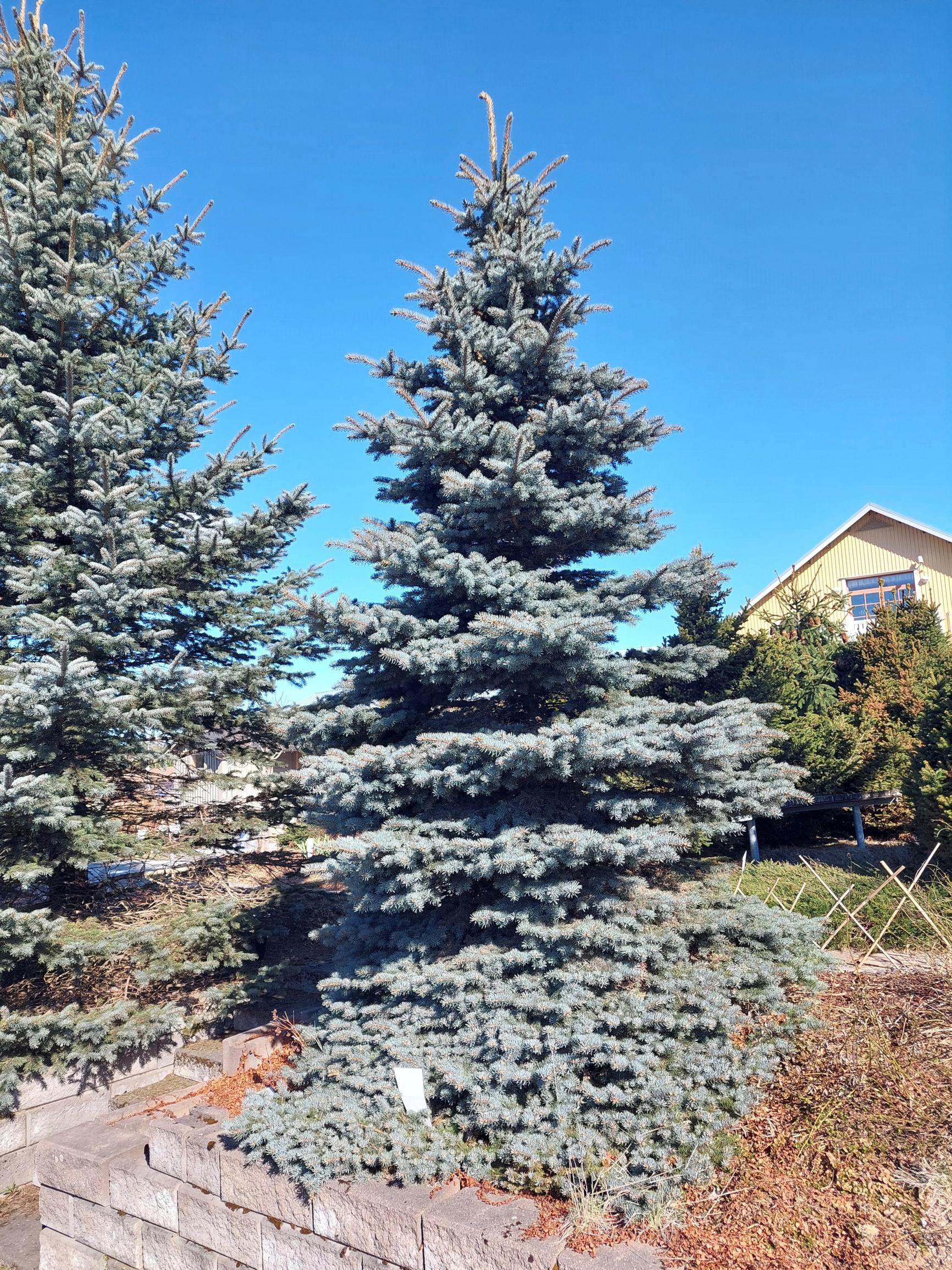 Pallohopeakuusi, Picea pungens 'Glauca Globosa'