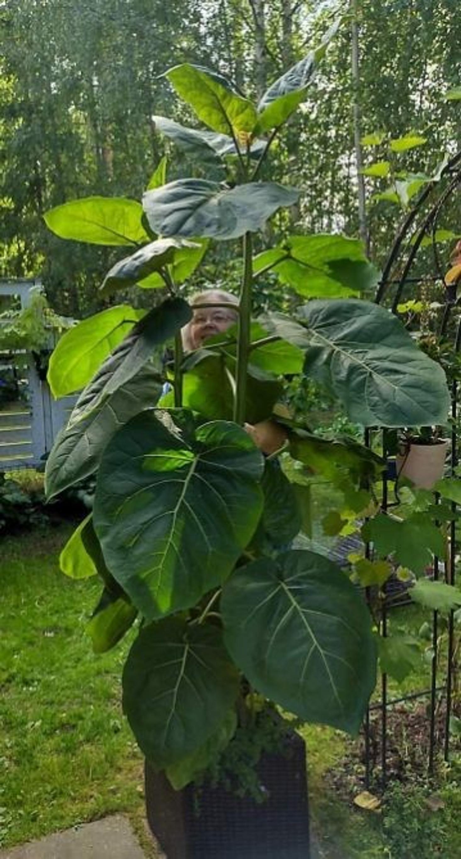 Tuijan tamarillo suurimmillaan
