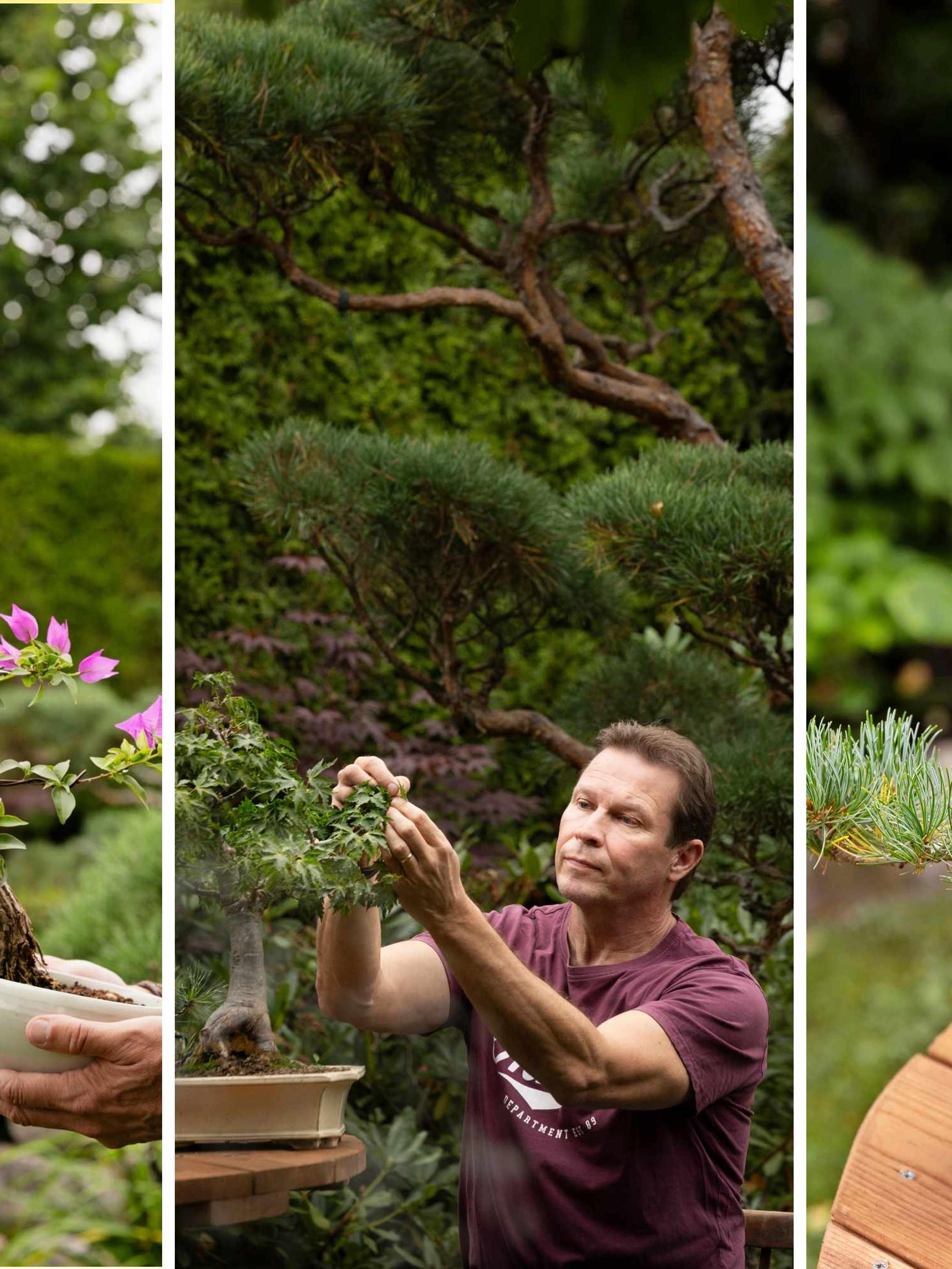 Poliisi-Juhalla on 230 bonsaipuuta: ”Nykyään nukunkin paremmin ja mietin, onko se bonsaiden ansiota”