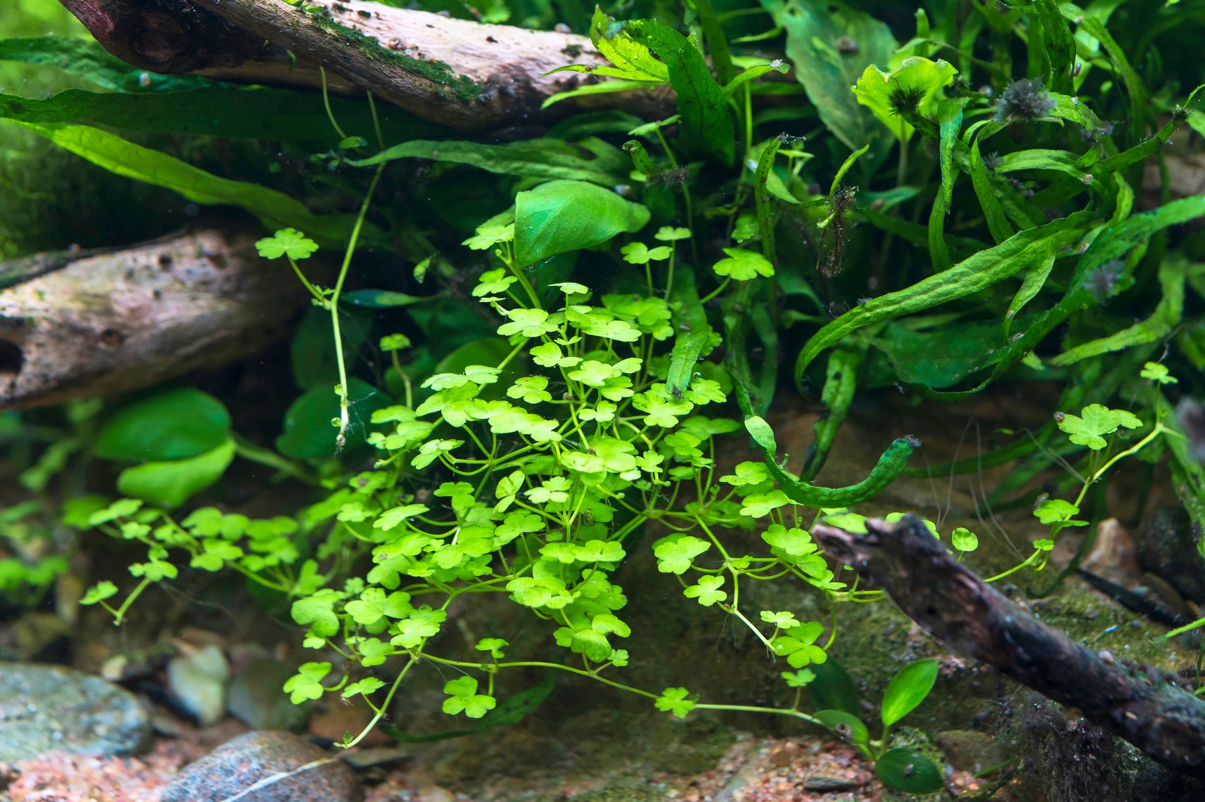 Sammakonputki Hydrocotyle tripartita