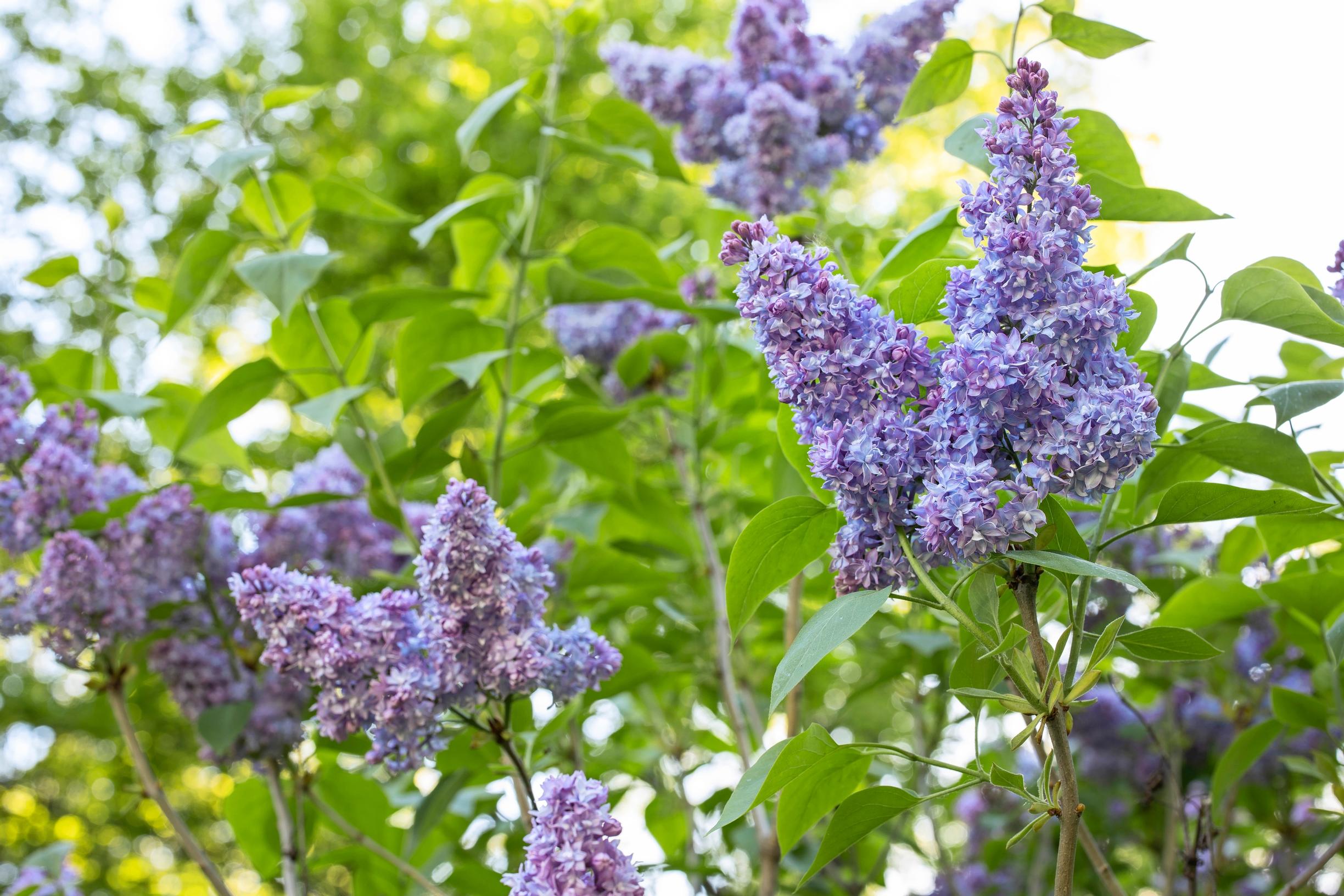 Kukkiva syreenipensas