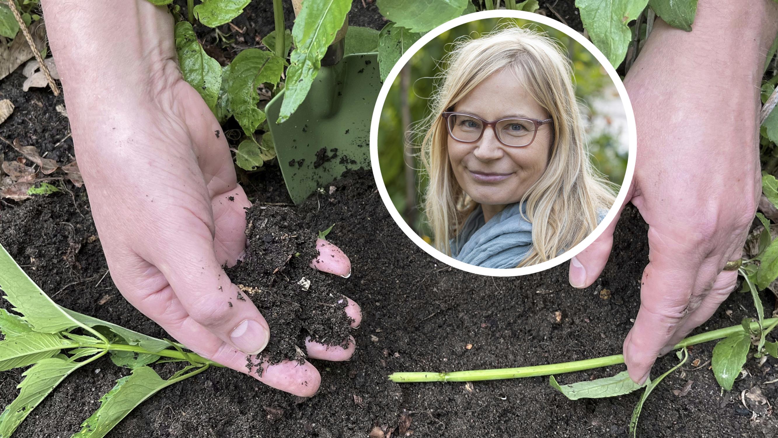Lisää kasveja puutarhaan ilmaiseksi – taivuttamalla! Ammattilaisen ohjeet perennojen taivukaslisäykseen