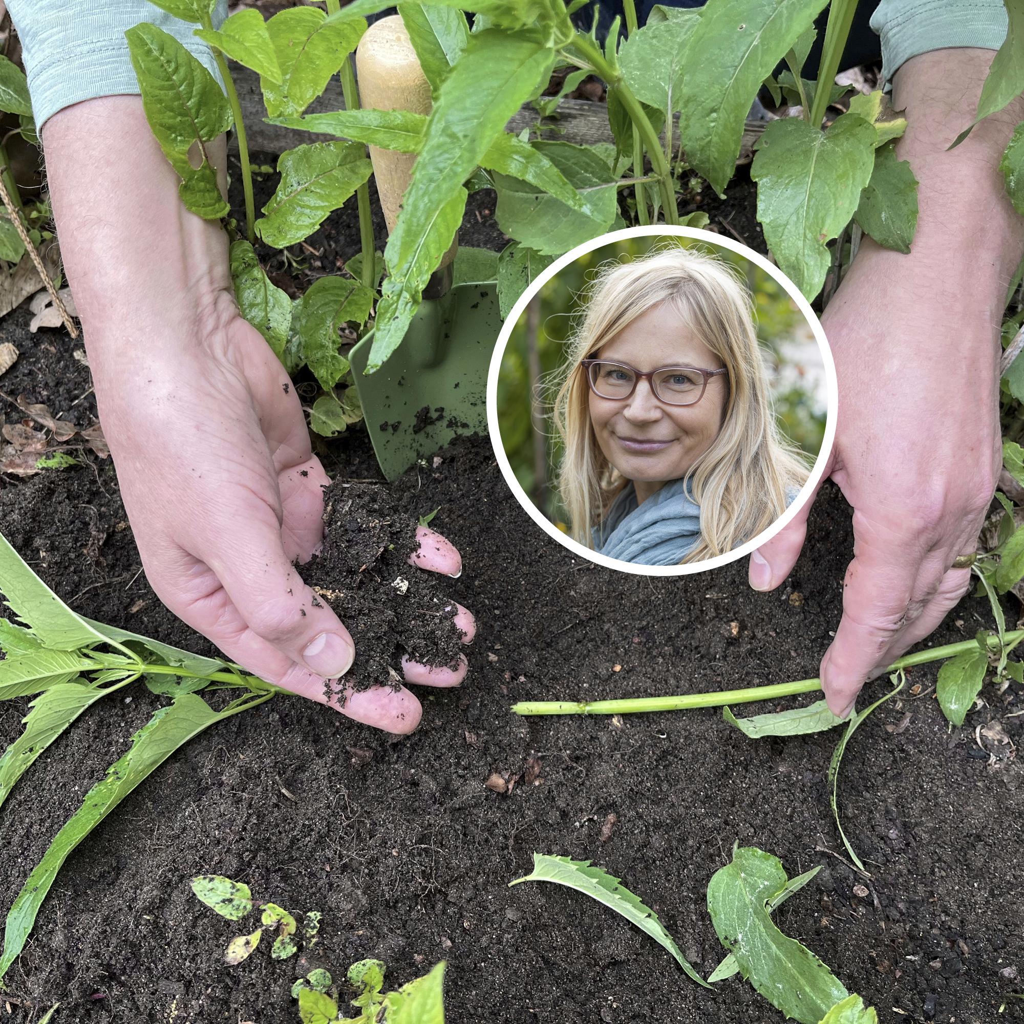 Lisää kasveja puutarhaan ilmaiseksi – taivuttamalla! Ammattilaisen ohjeet perennojen taivukaslisäykseen