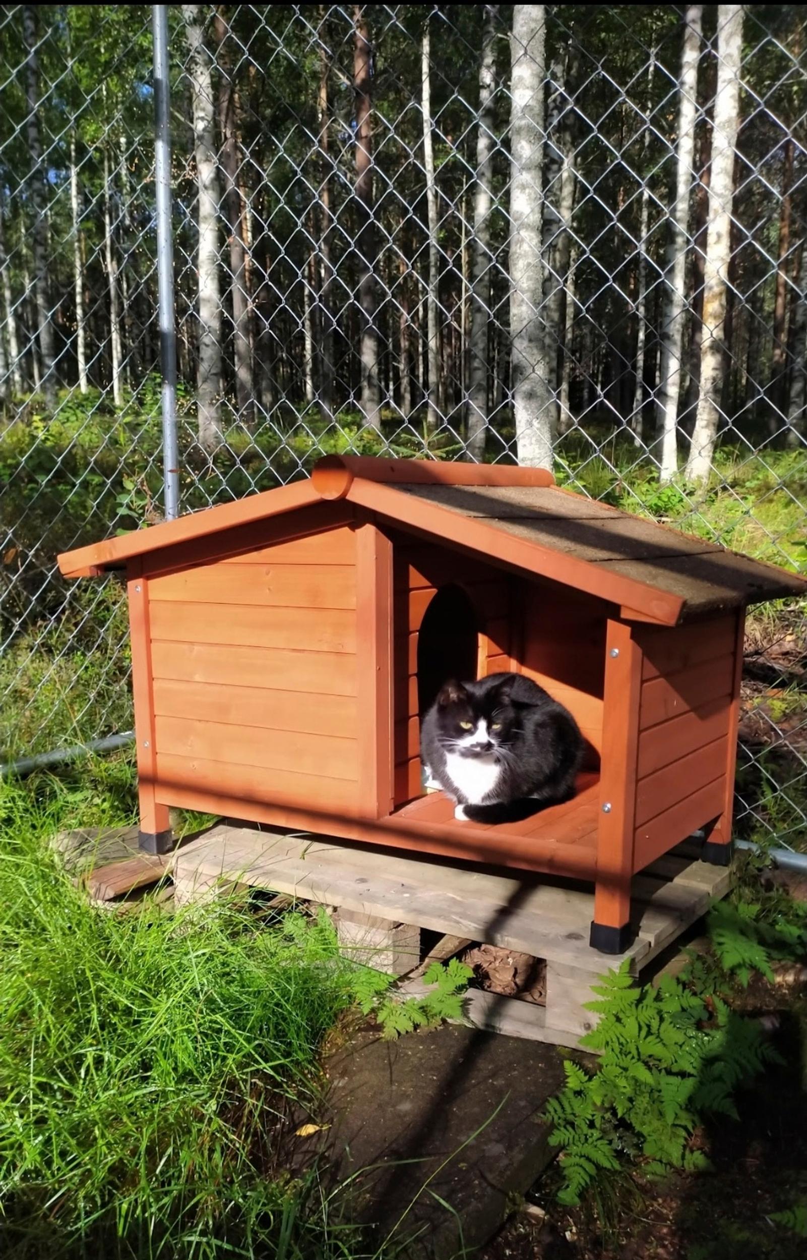 Tatu-kissa pienessä pihamökissään, jonka taustalla häkkiä ja metsää