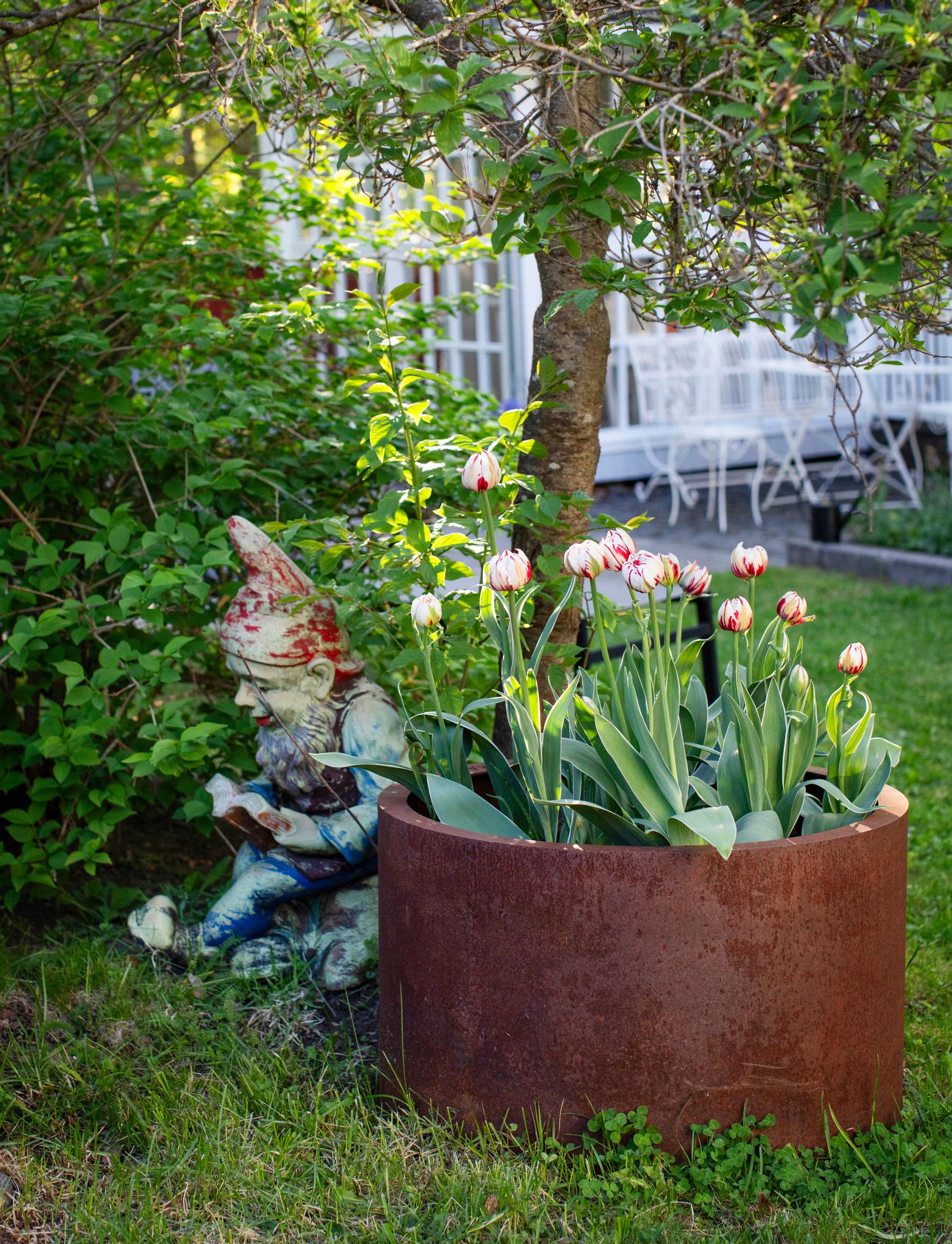 Puutarhatonttu ja tulppaaneja