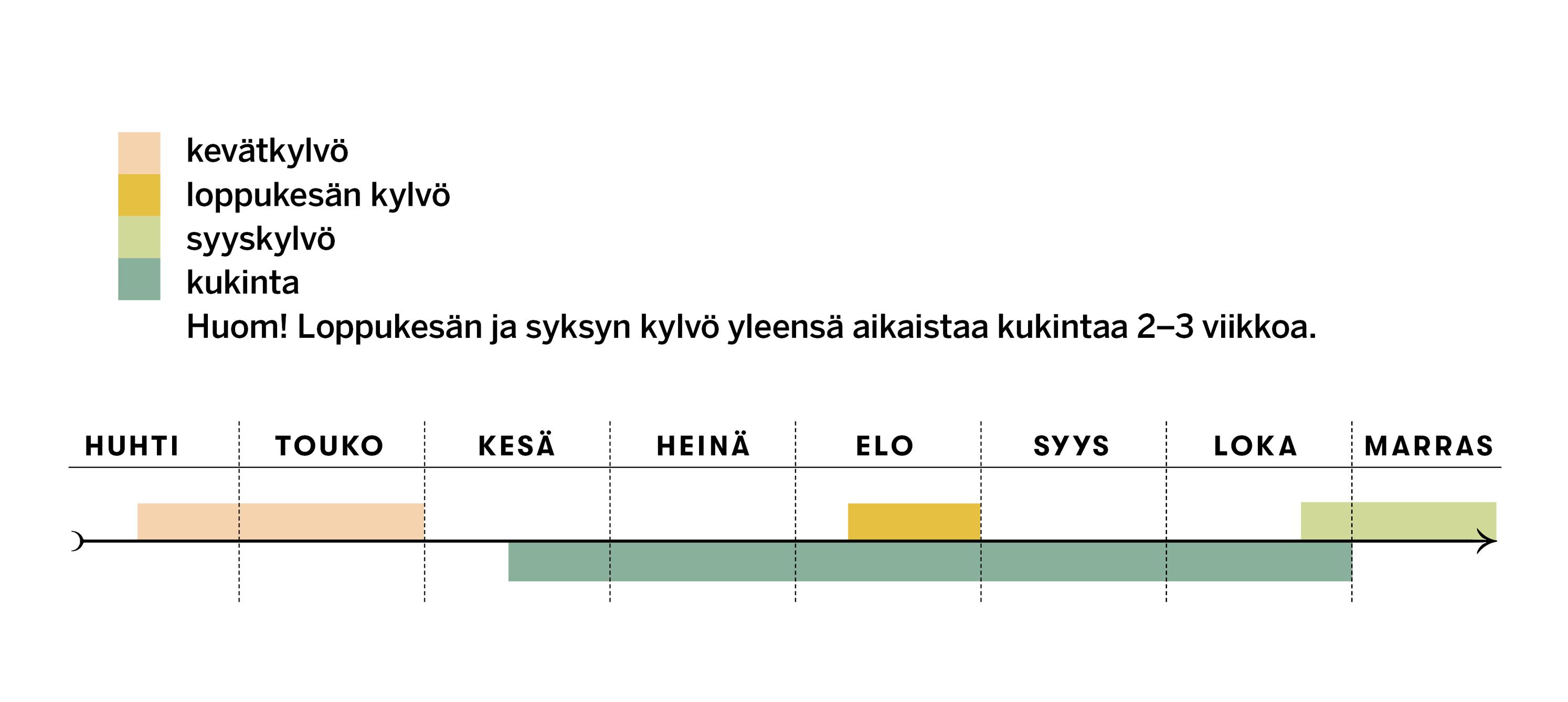 Kamomillan kylvö- ja kukinta-ajat