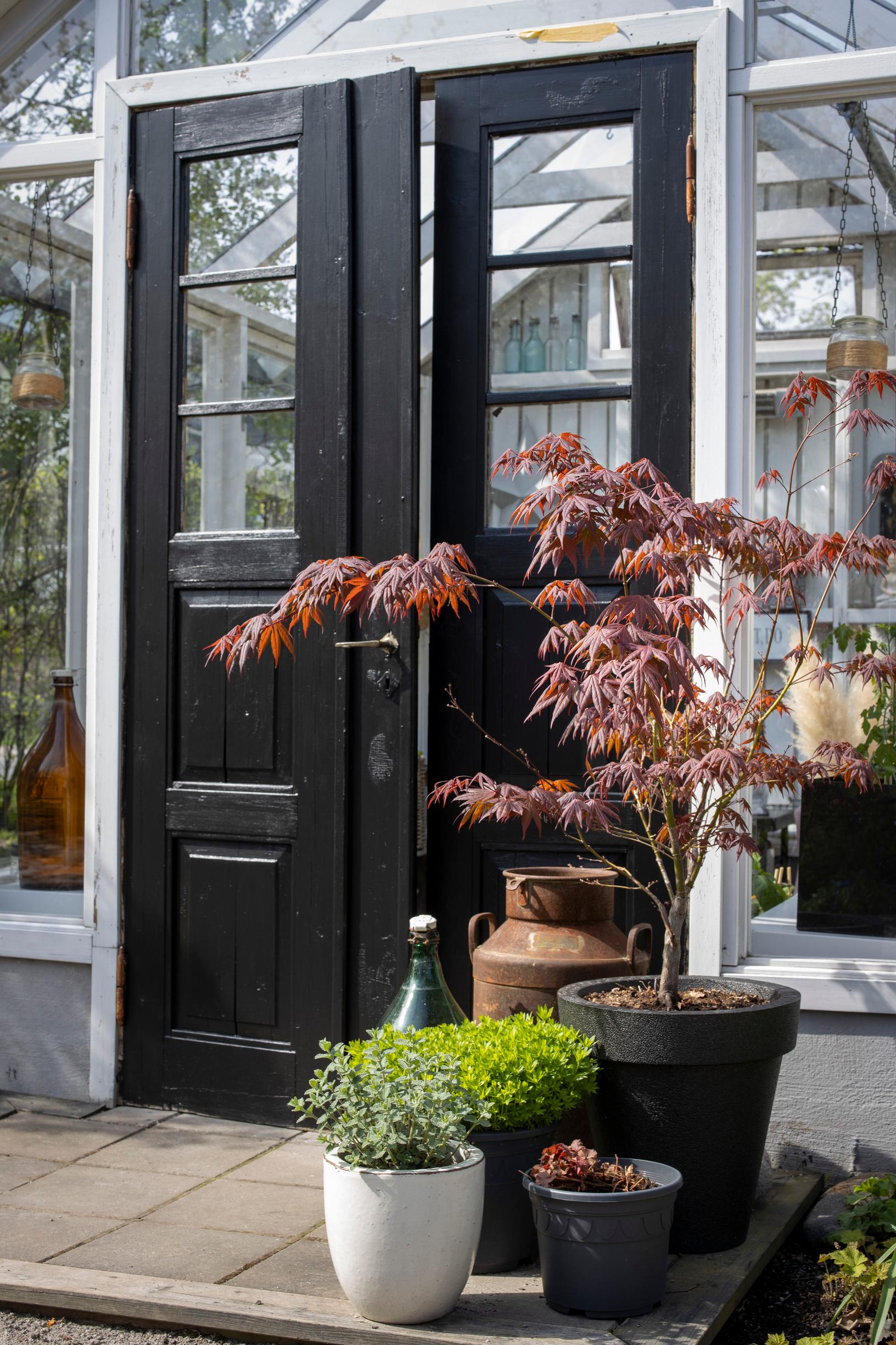 Verijapaninvaahtera ruukussa