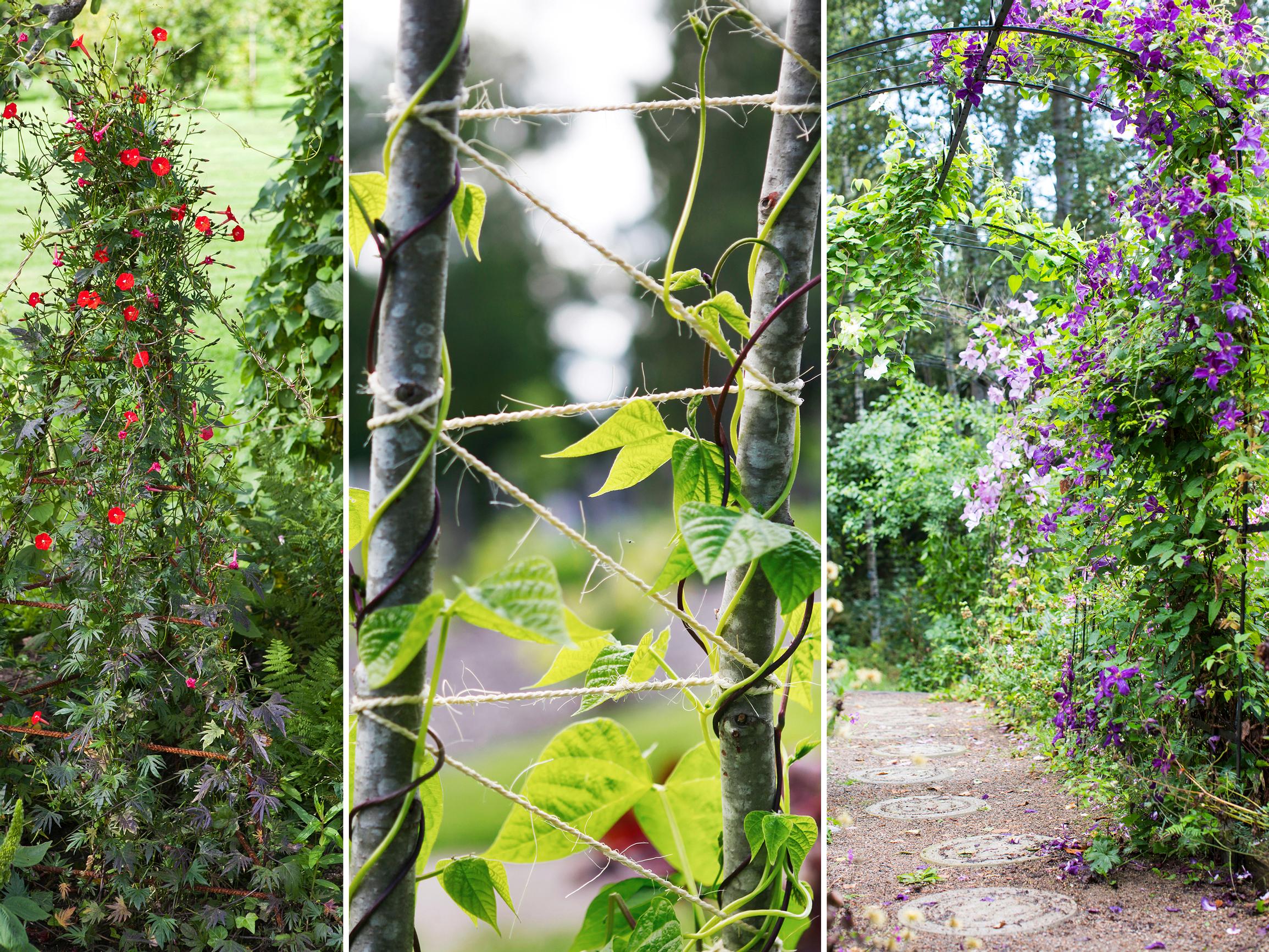 Köynnöstuki syntyy vaikka kepeistä, harjaterästangoista tai vaaterekistä – 12 ideaa, joissa on tarttumapintaa!