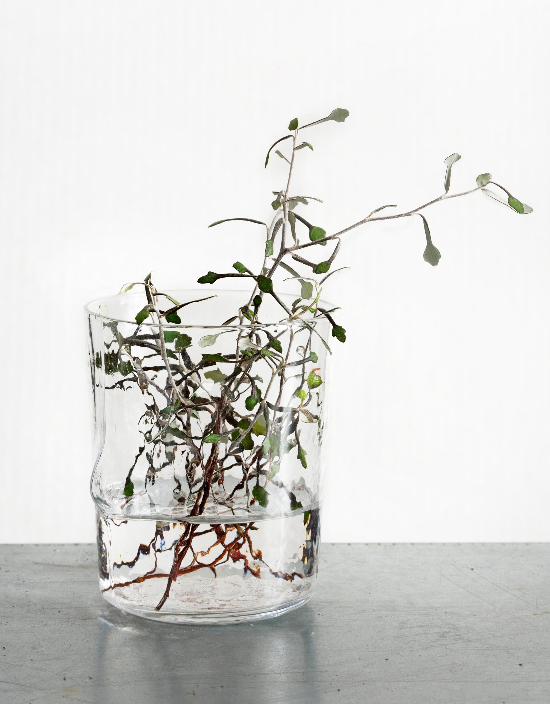 Kummituspuun pistokkaat