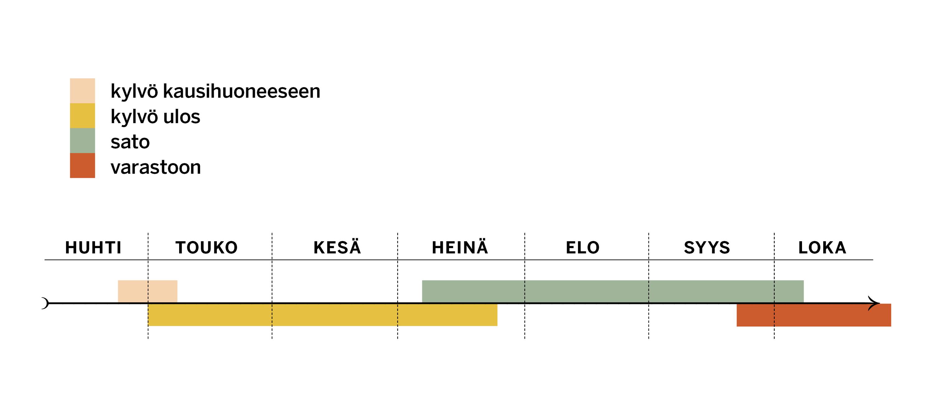 Nauriin kylvö- ja sadonkorjuuajat