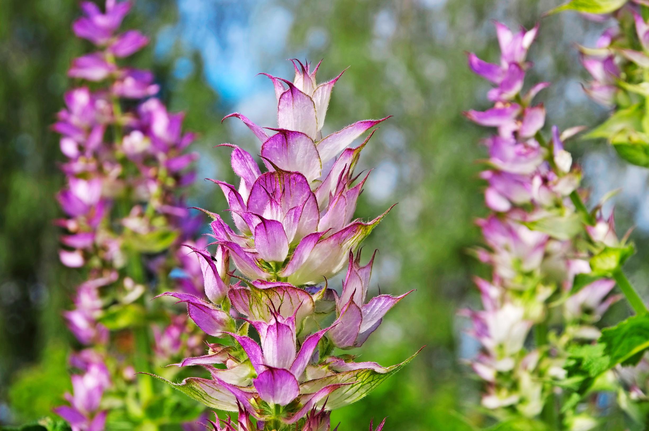 Kaksivuotiset kasvit: myskisalvia. 