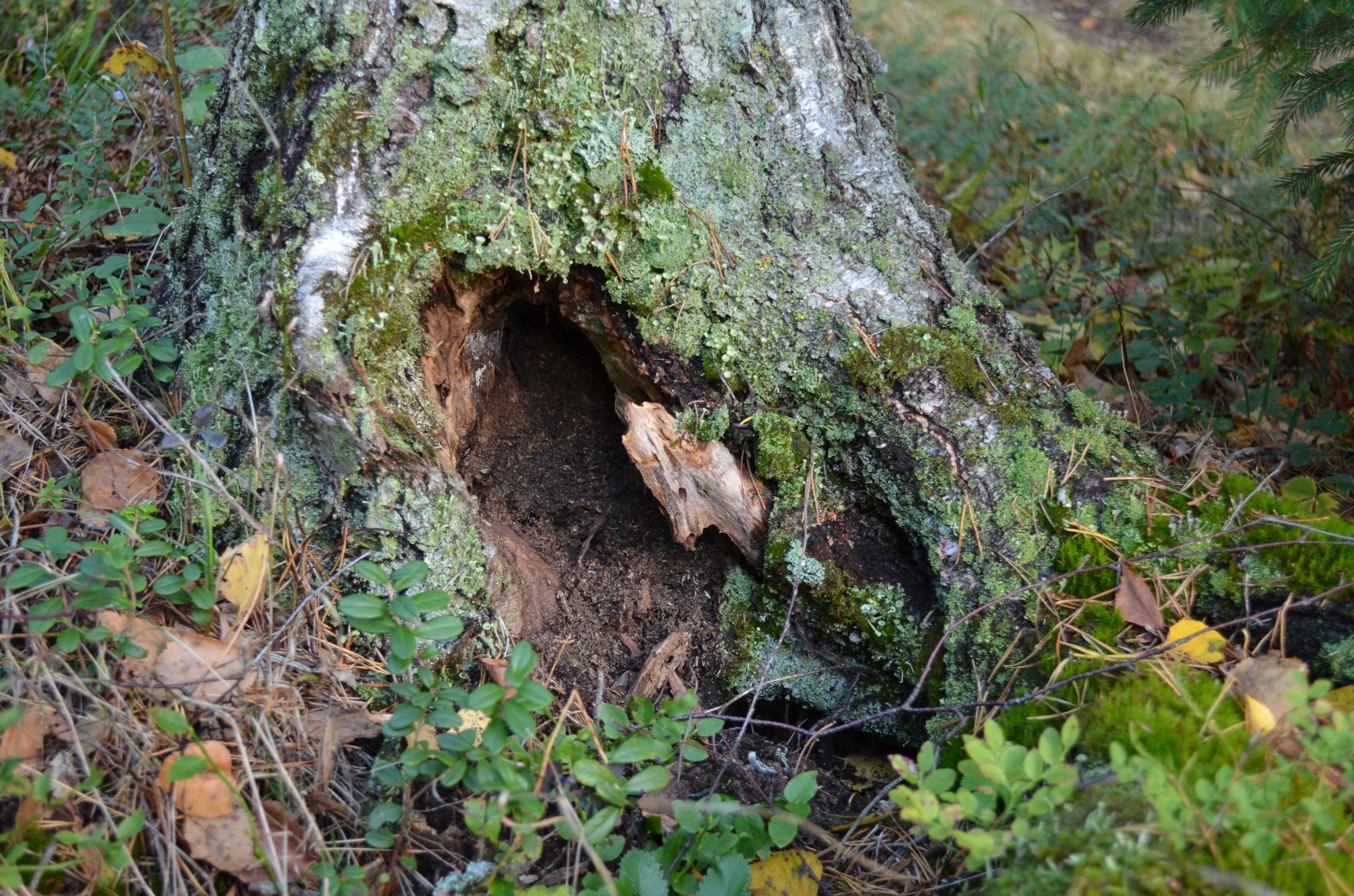 iso laho aukko koivun juuressa
