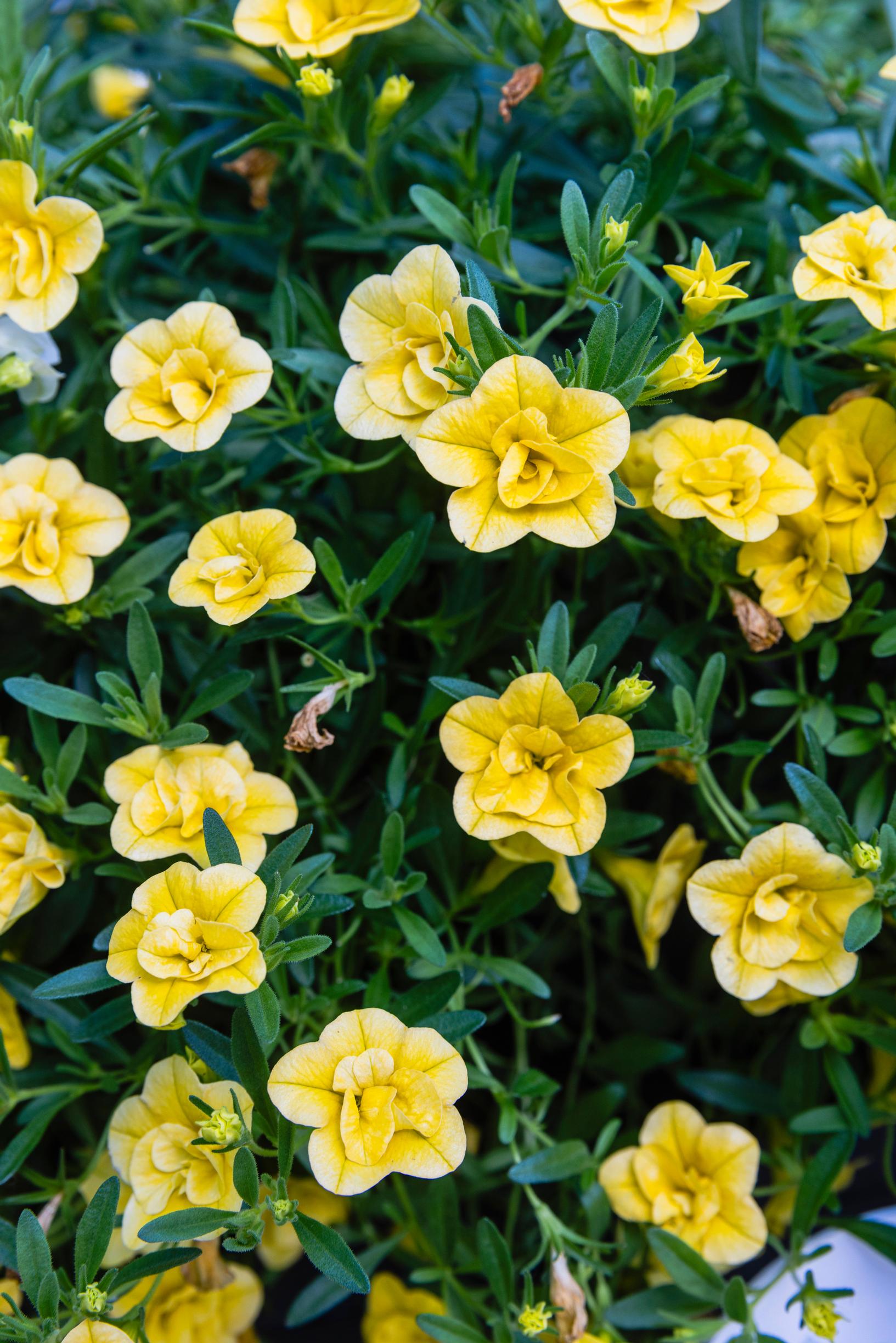 Keltainen miljoonakello eli pikkupetunia